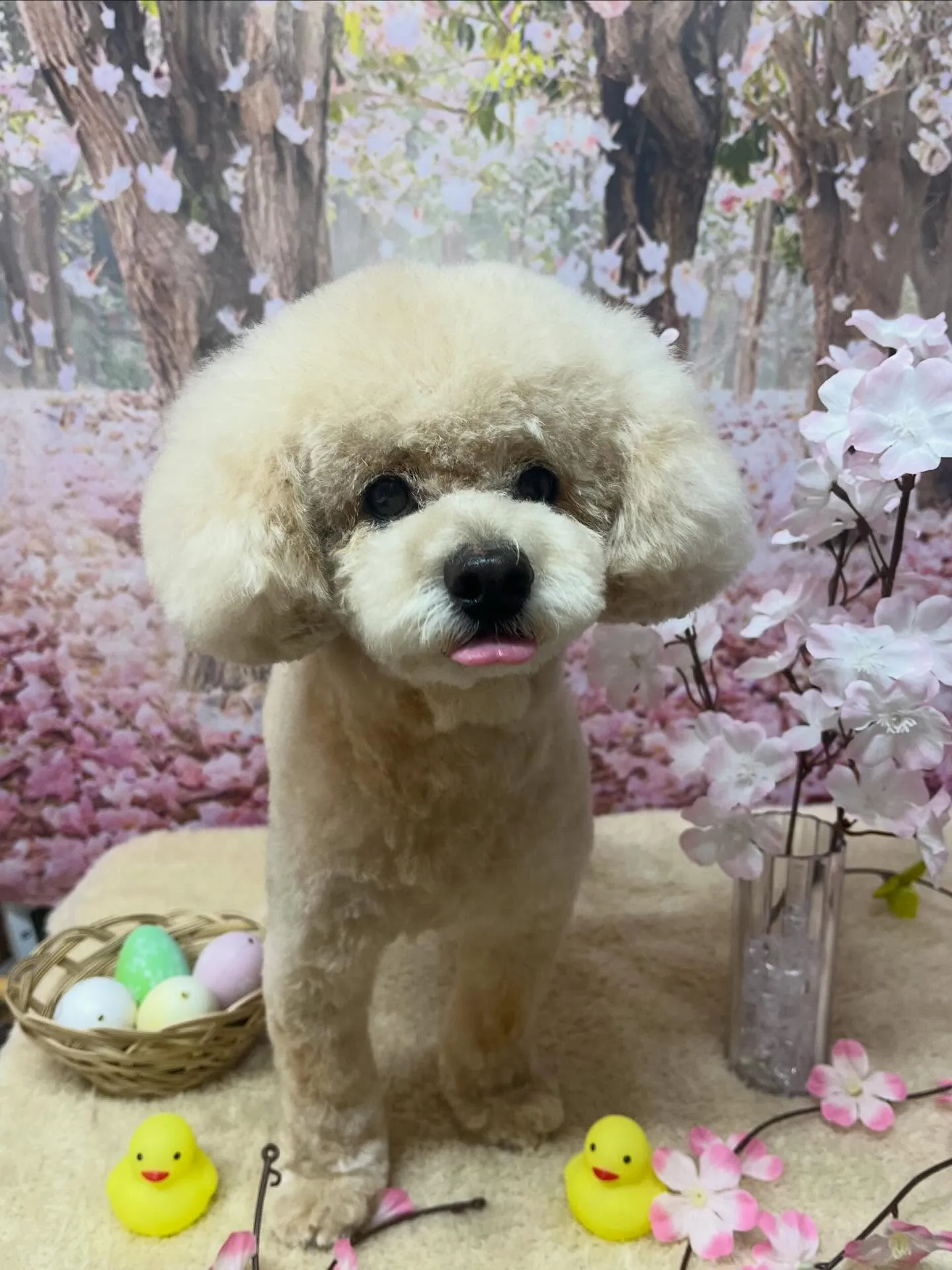🍃4/15のトリミング🍃プードル🐶｜名東区・千種区・守山区の...