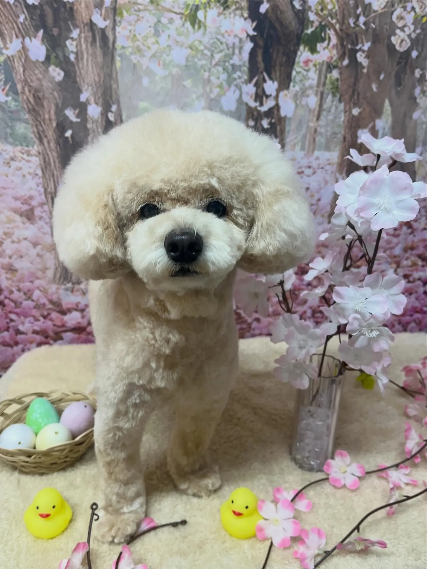 🍃4/15のトリミング🍃プードル🐶｜名東区・千種区・守山区の...