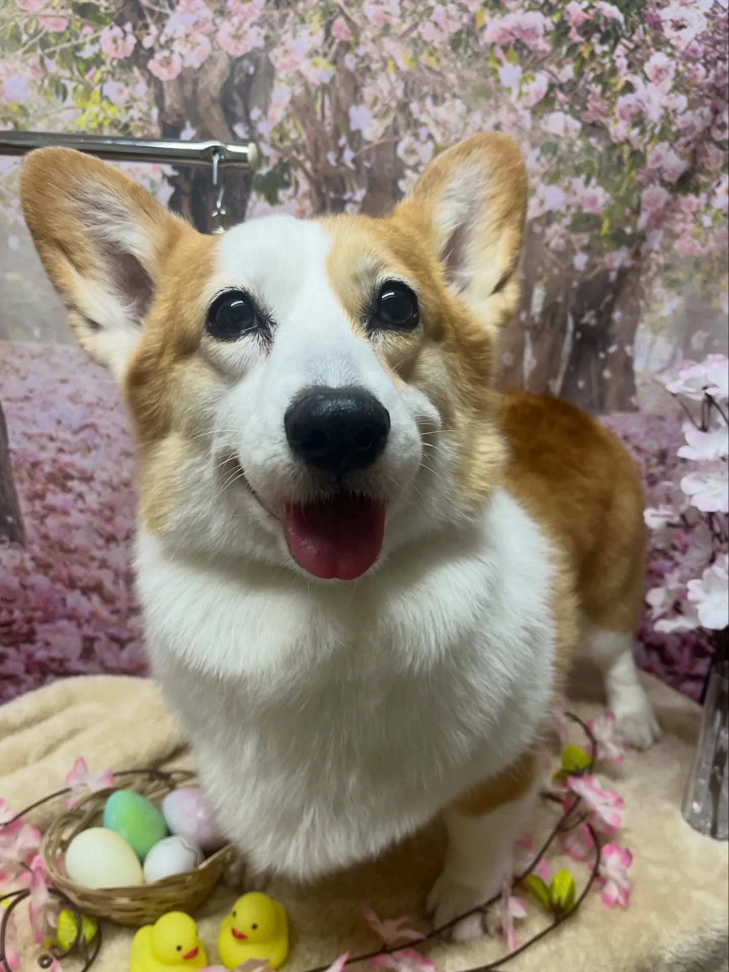 🍃4/15のトリミング🍃コーギー🐶｜名東区・千種区・守山区の...