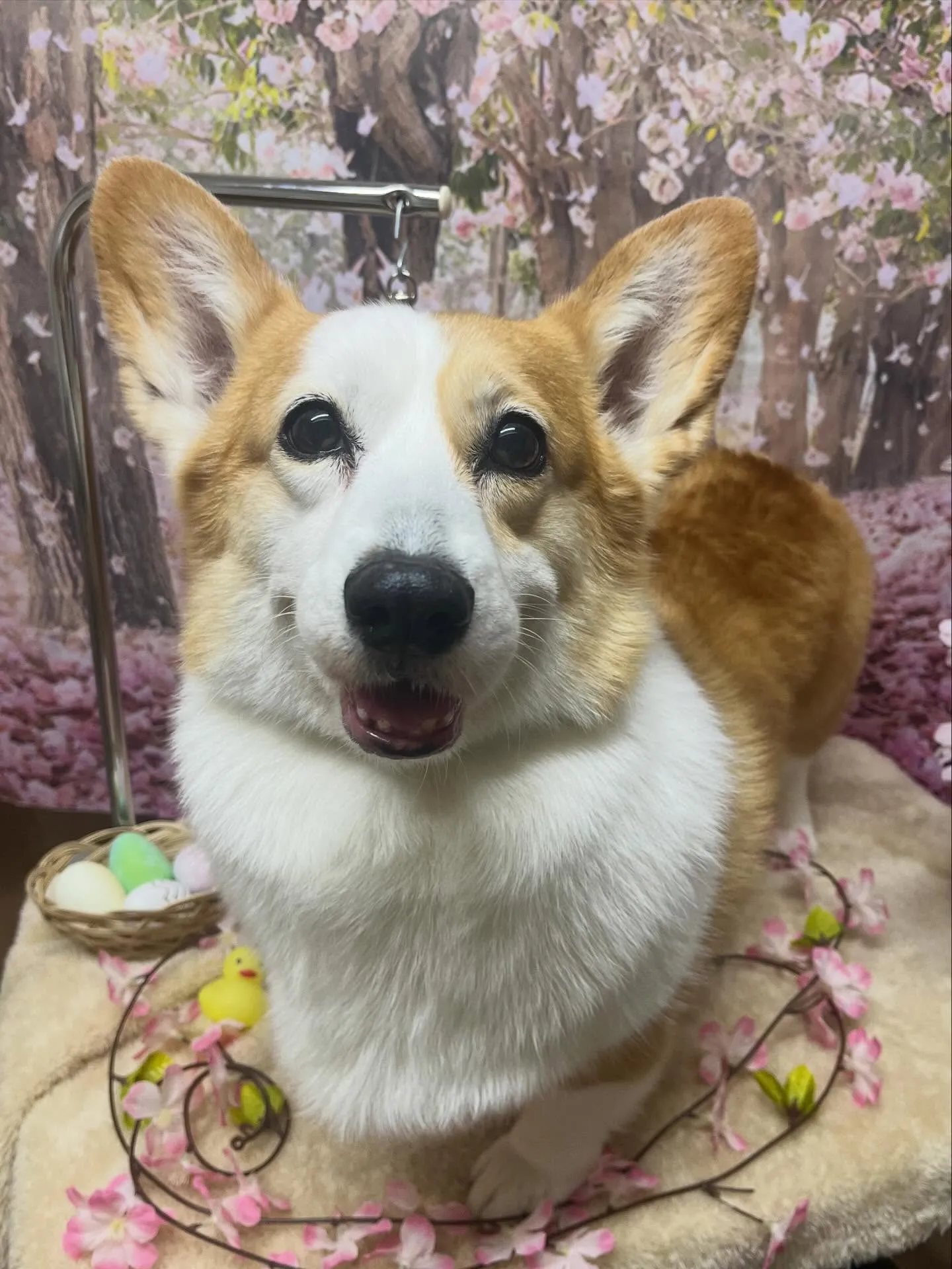 🍃4/15のトリミング🍃コーギー🐶｜名東区・千種区・守山区の...