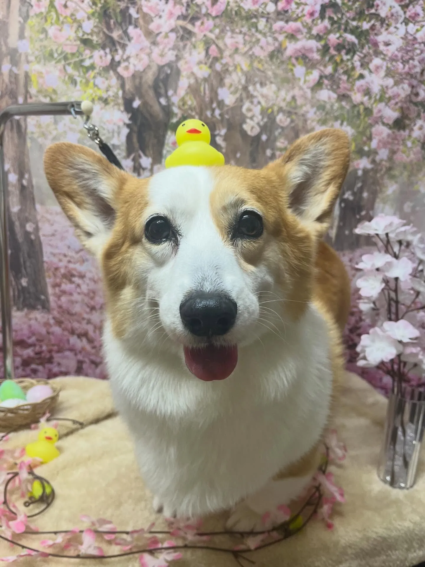 🍃4/15のトリミング🍃コーギー🐶｜名東区・千種区・守山区の...