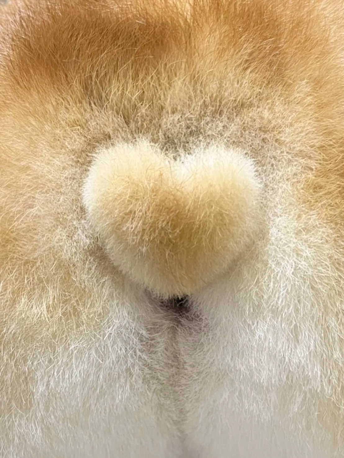 🍃4/15のトリミング🍃コーギー🐶｜名東区・千種区・守山区の...