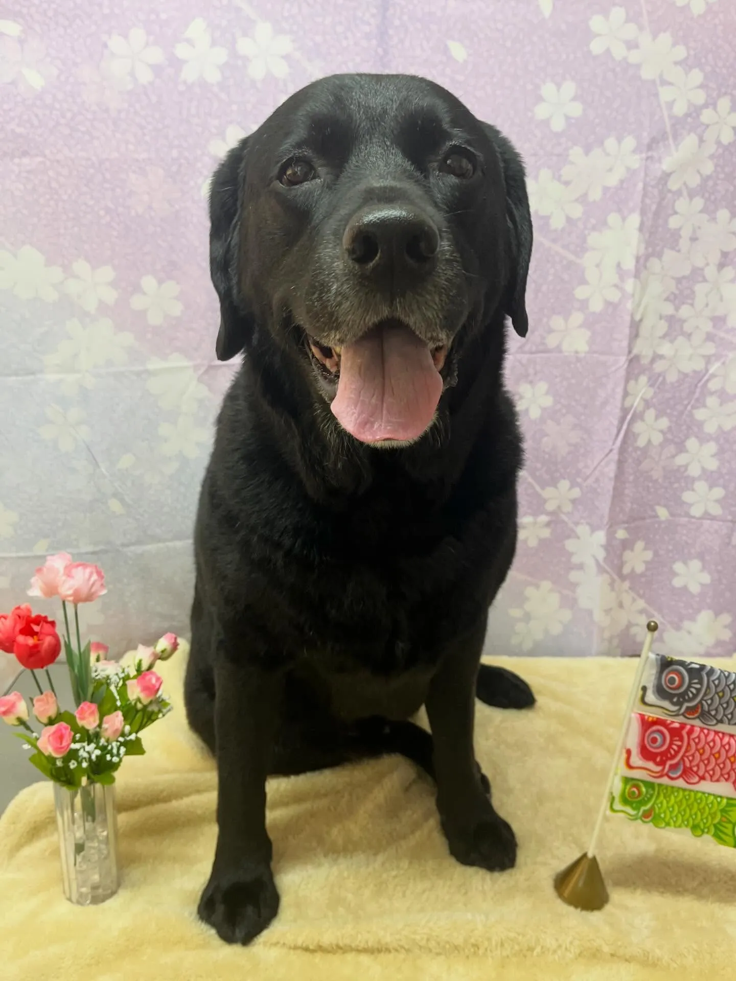 🍃4/17のトリミング🍃ラブラドールレトリバー🐶｜名東区・千...