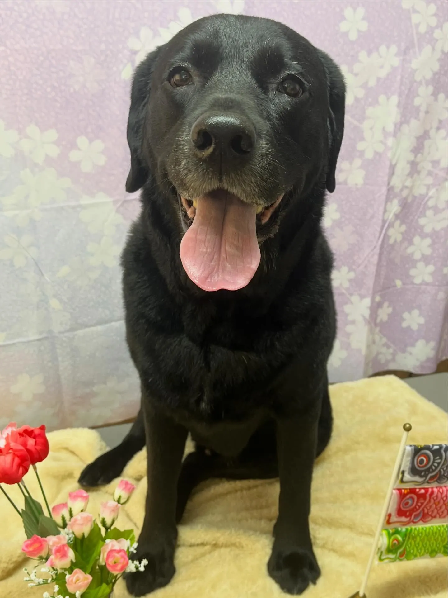 🍃4/17のトリミング🍃ラブラドールレトリバー🐶｜名東区・千...