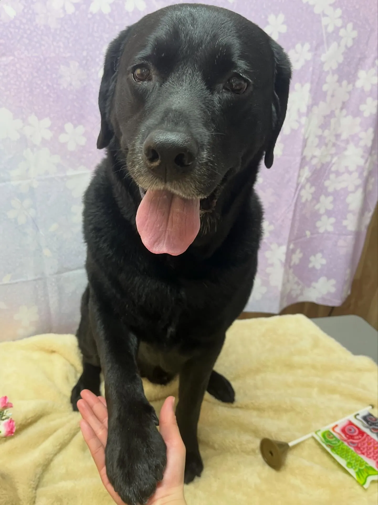 🍃4/17のトリミング🍃ラブラドールレトリバー🐶｜名東区・千...