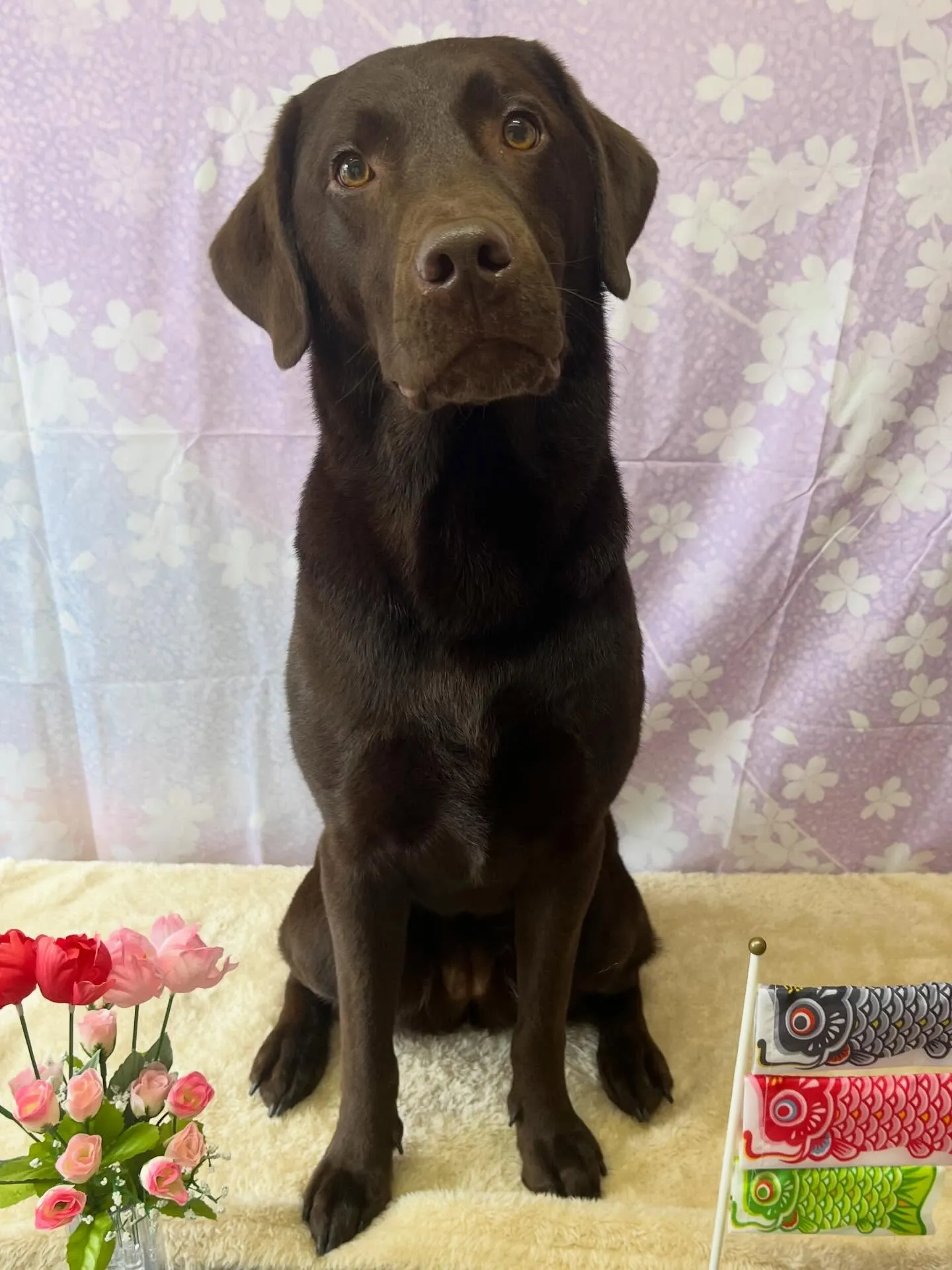 🍃4/17のトリミング🍃ラブラドールレトリバー🐶｜名東区・千...