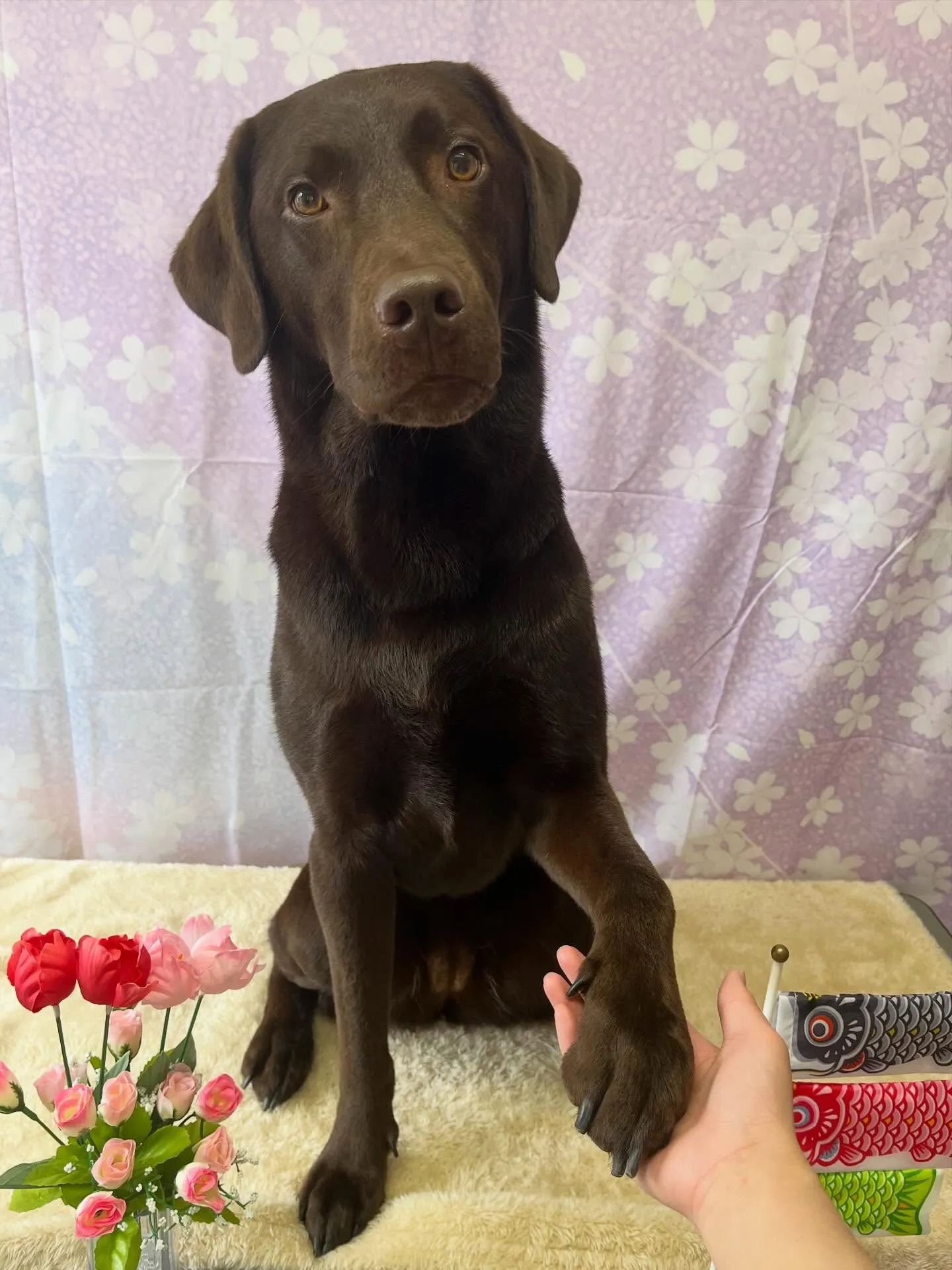 🍃4/17のトリミング🍃ラブラドールレトリバー🐶｜名東区・千...