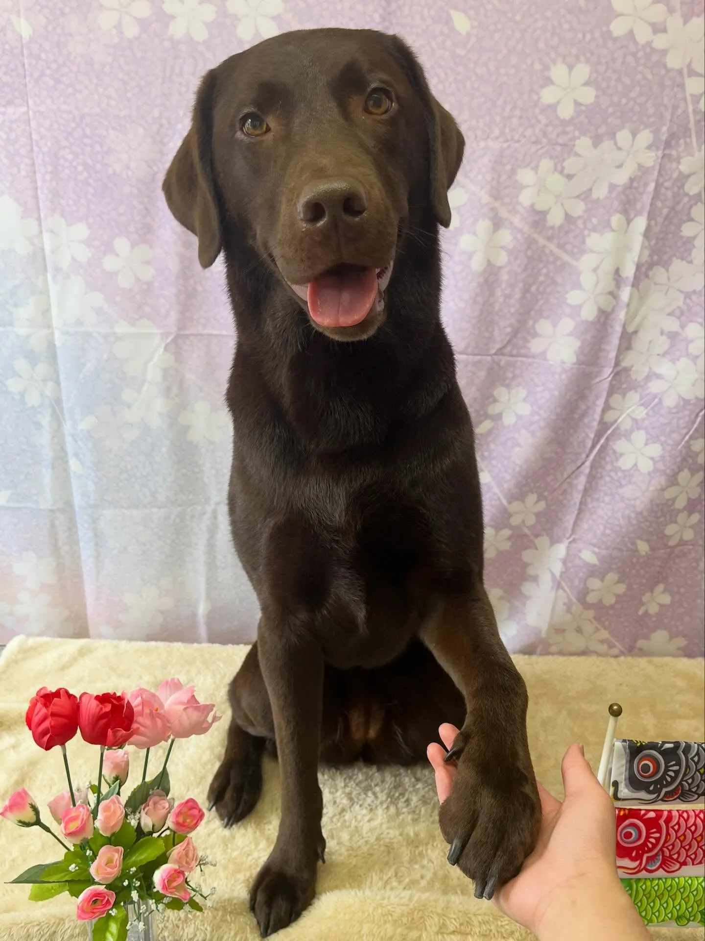 🍃4/17のトリミング🍃ラブラドールレトリバー🐶｜名東区・千...