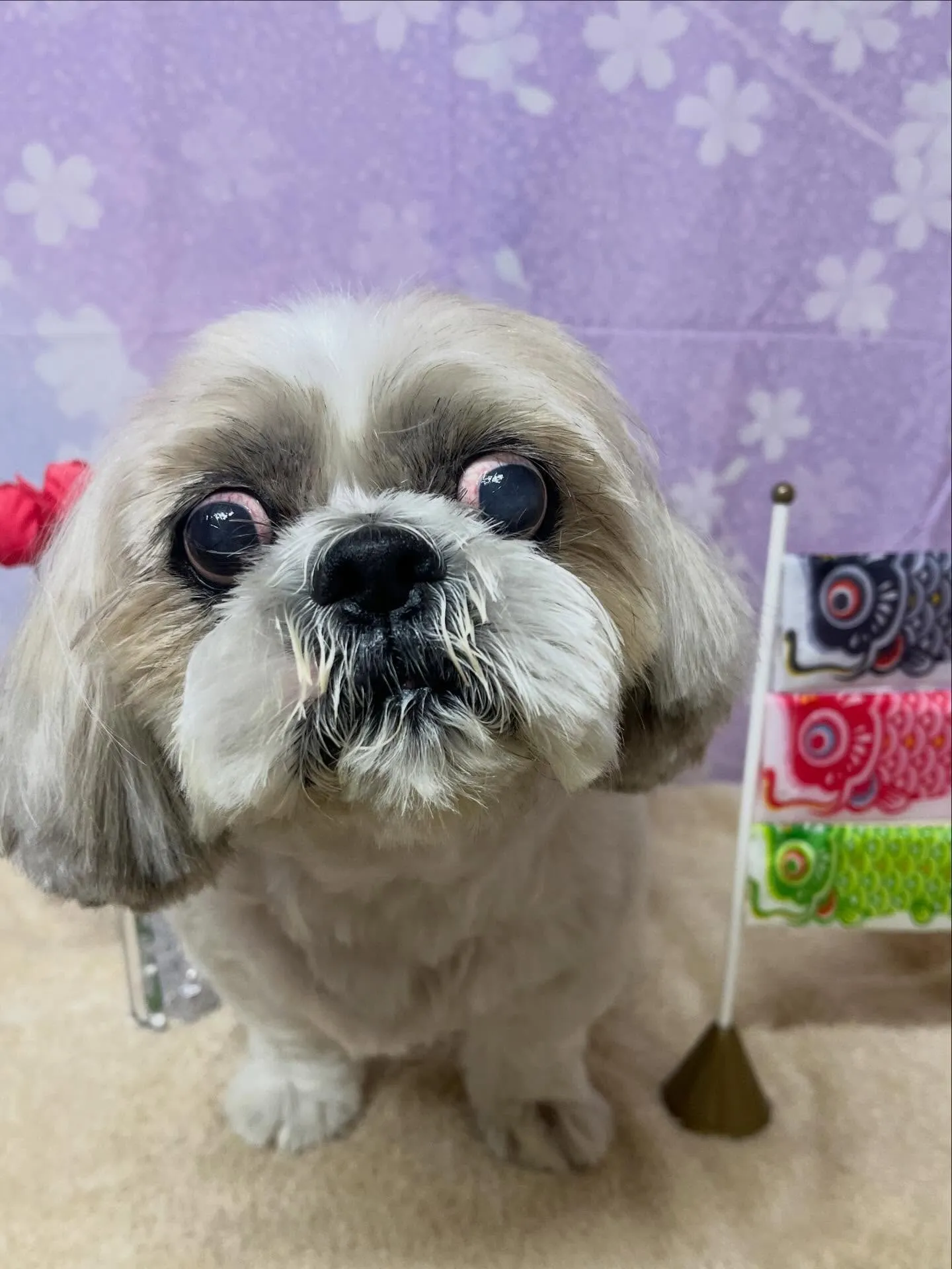 🍃4/17のトリミング🍃シーズー🐶｜名東区・千種区・守山区の...