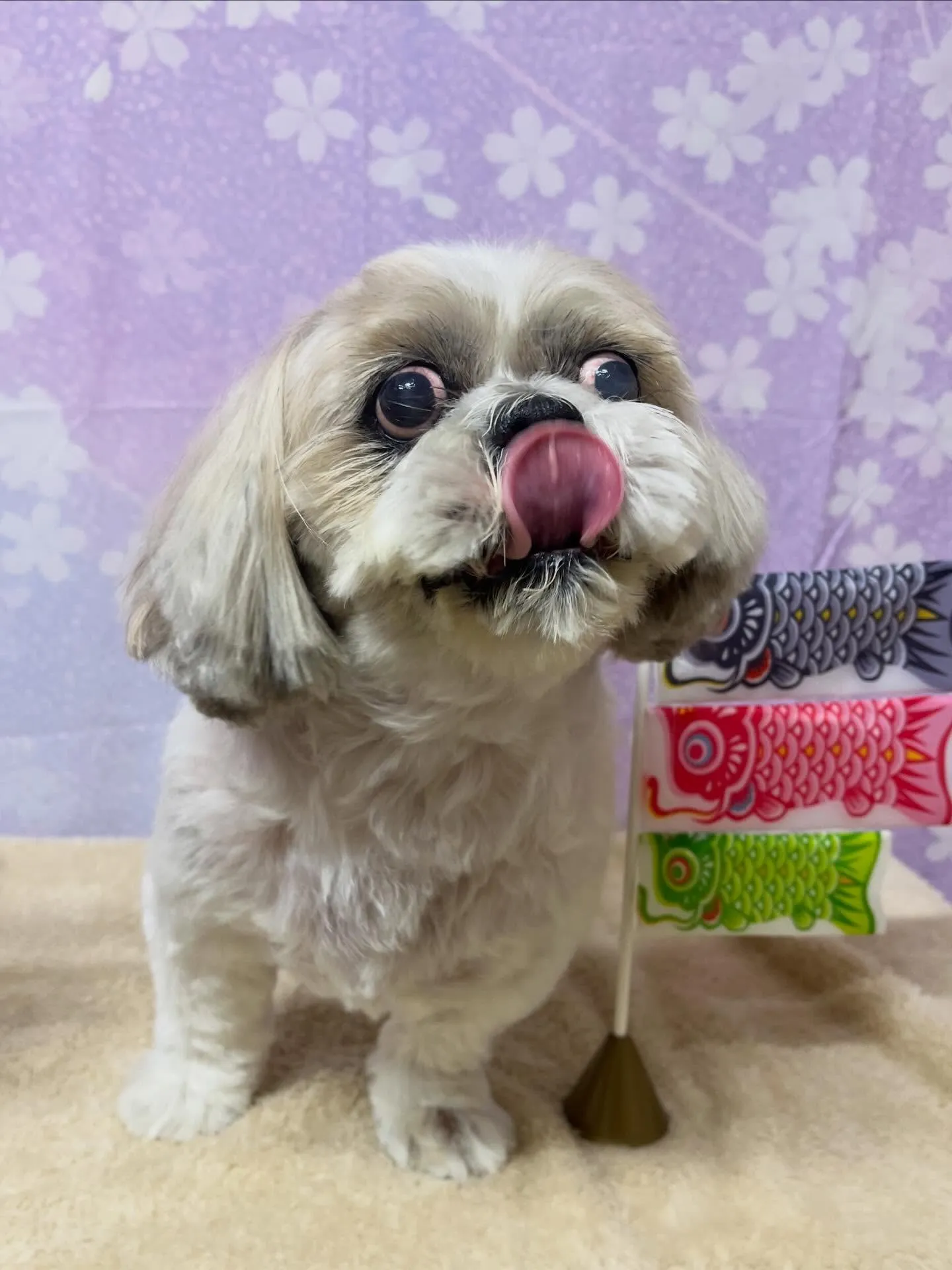 🍃4/17のトリミング🍃シーズー🐶｜名東区・千種区・守山区の...