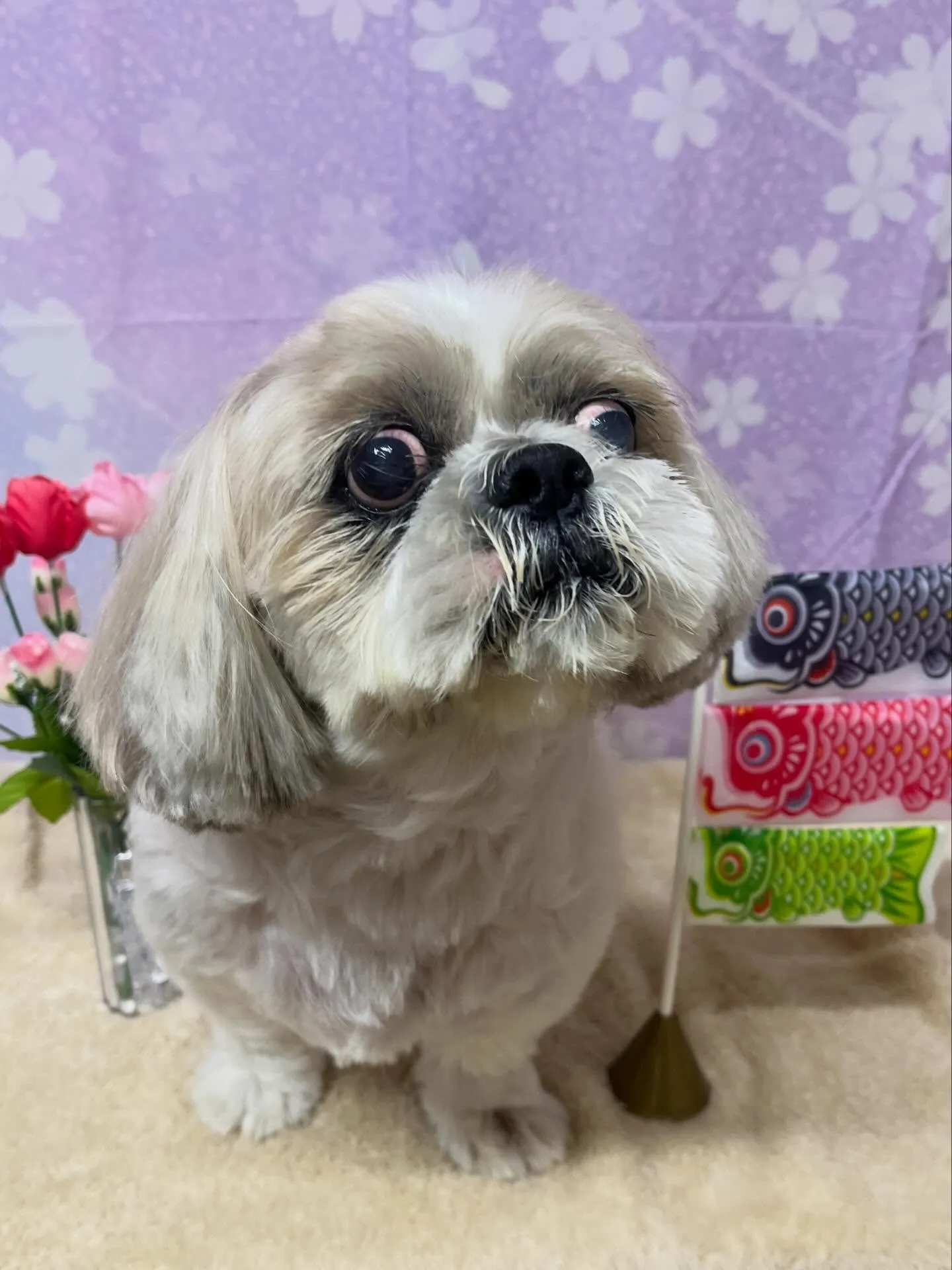 🍃4/17のトリミング🍃シーズー🐶｜名東区・千種区・守山区の...