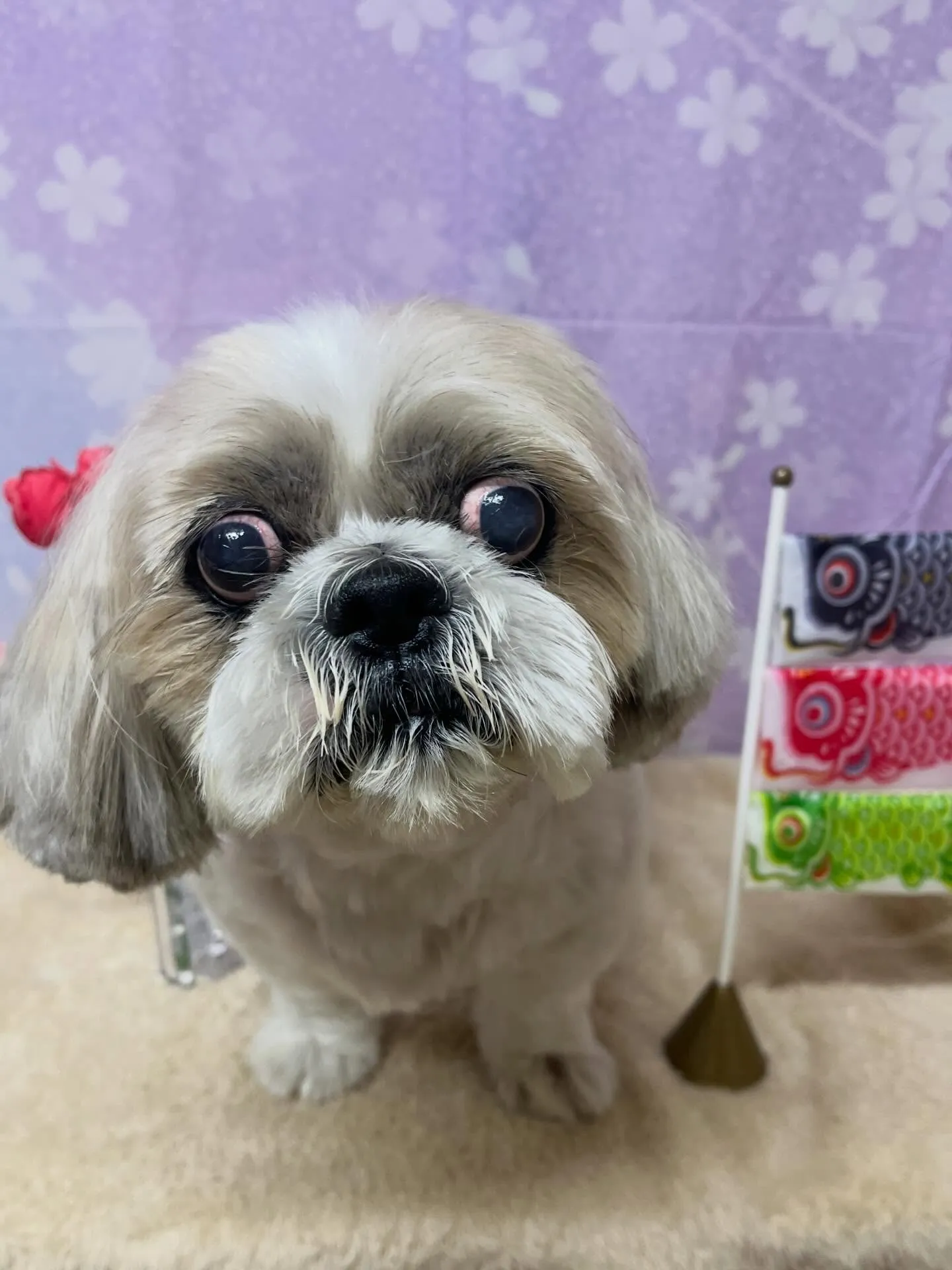 🍃4/17のトリミング🍃シーズー🐶｜名東区・千種区・守山区の...