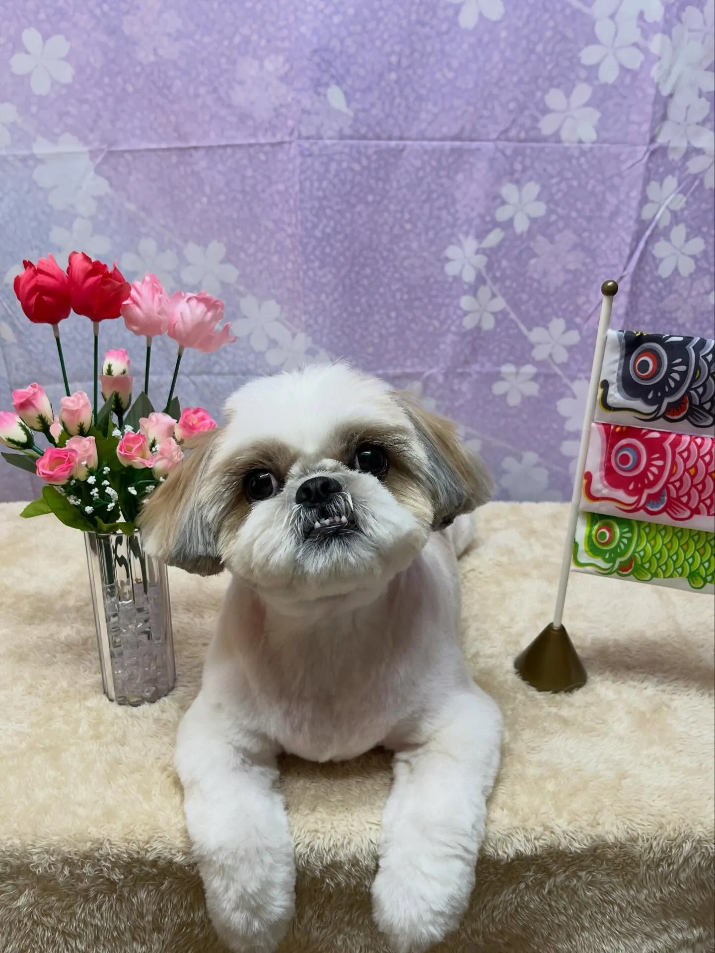 🍃4/17のトリミング🍃シーズー🐶｜名東区・千種区・守山区の...