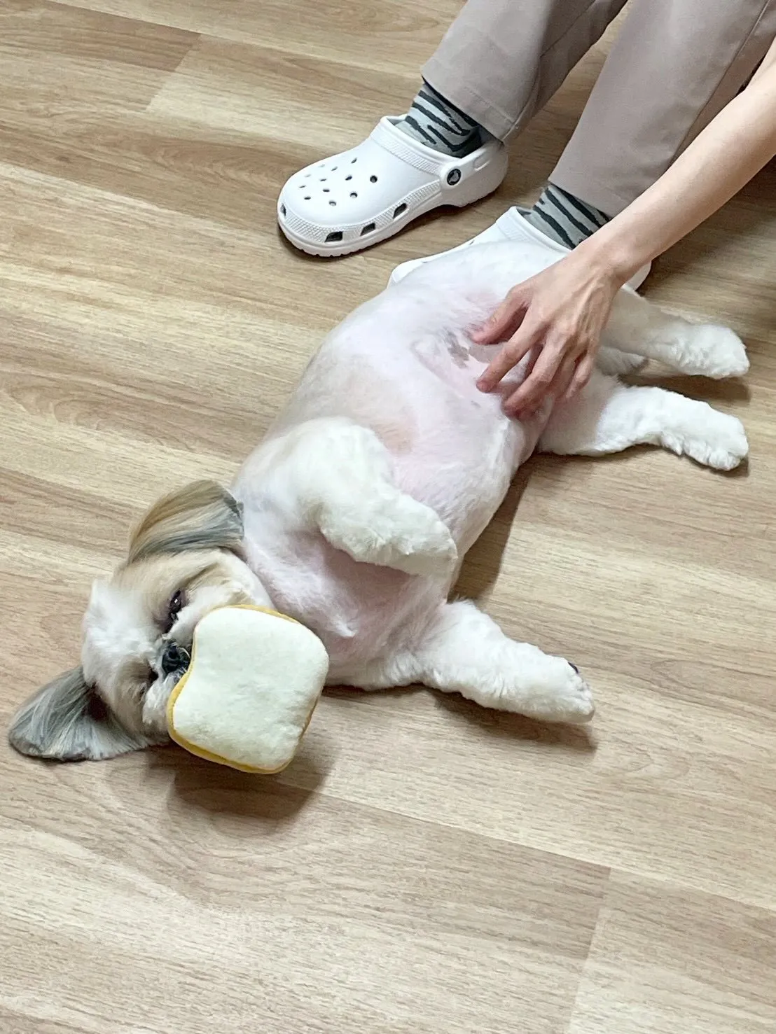 🍃4/17のトリミング🍃シーズー🐶｜名東区・千種区・守山区の...