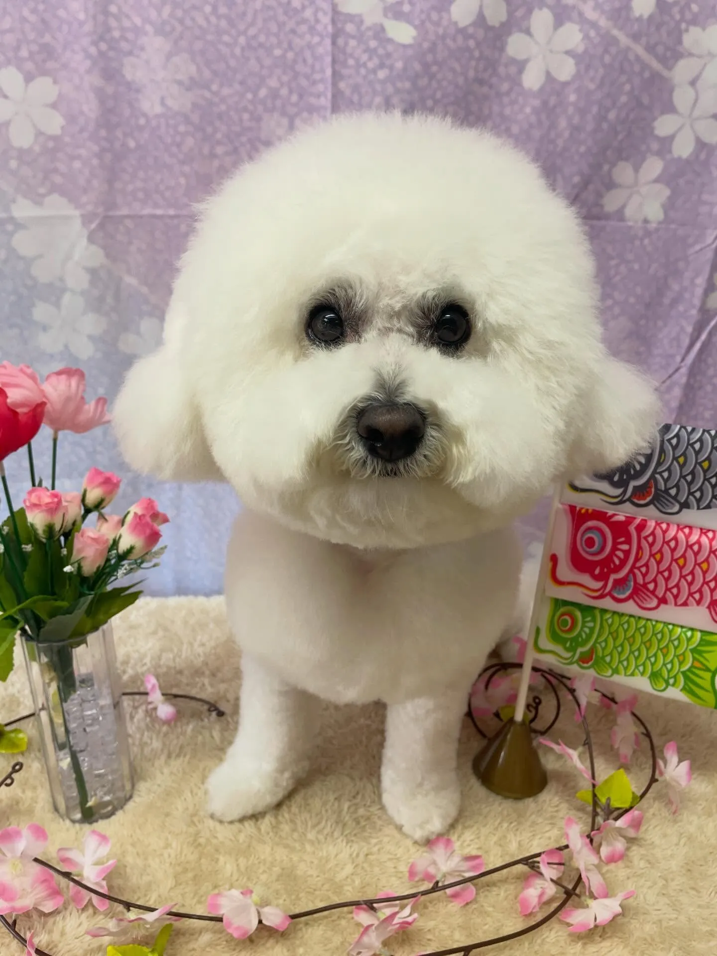 🍃4/18のトリミング🍃ビションフリーゼ🐶｜名東区・千種区・...