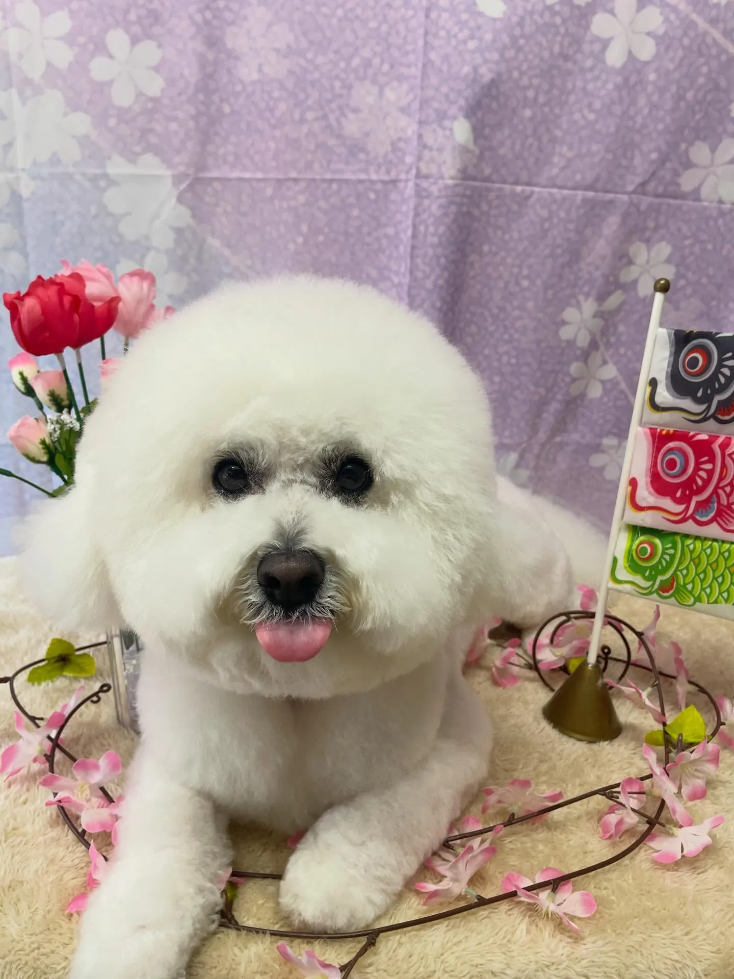 🍃4/18のトリミング🍃ビションフリーゼ🐶｜名東区・千種区・...