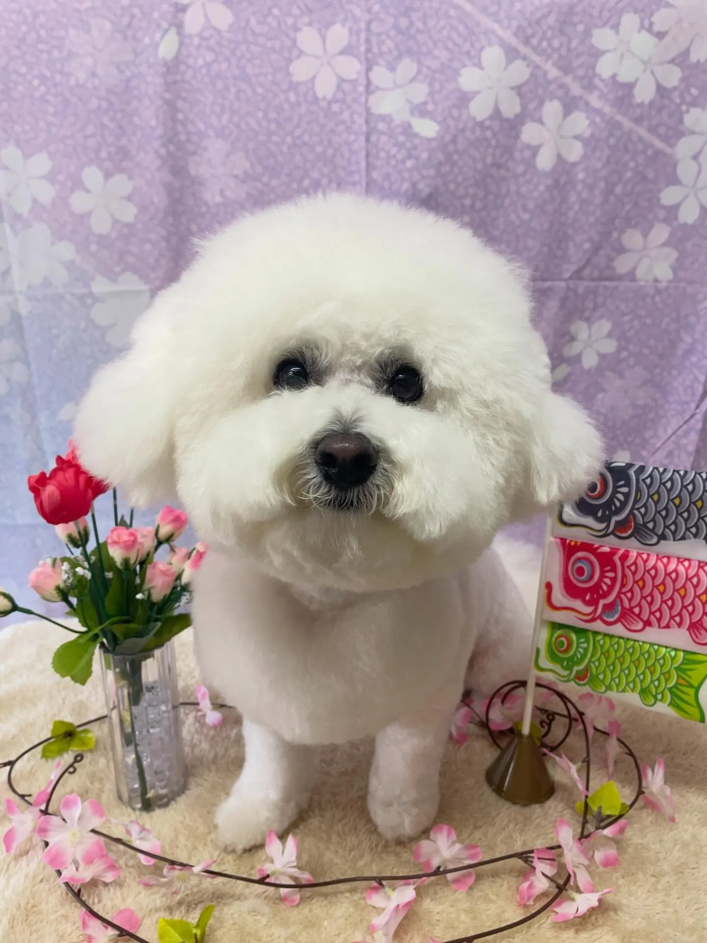 🍃4/18のトリミング🍃ビションフリーゼ🐶｜名東区・千種区・...