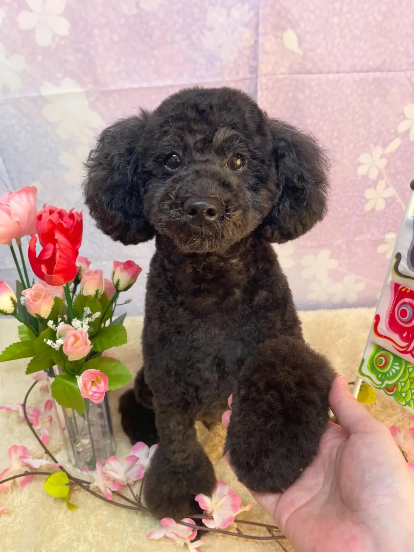 🍃4/18のトリミング🍃プードル 🐶｜名東区・千種区・守山区...