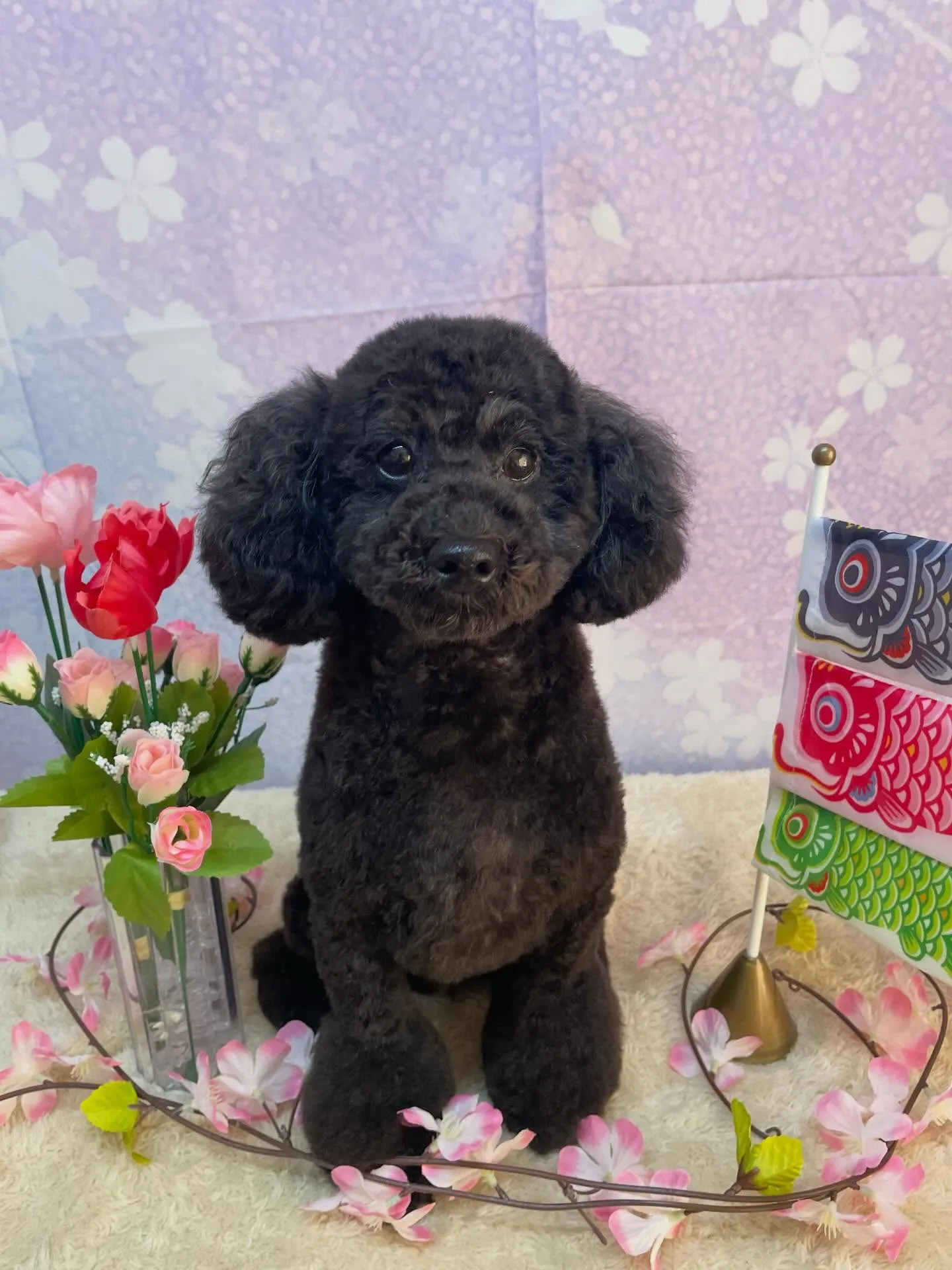 🍃4/18のトリミング🍃プードル 🐶｜名東区・千種区・守山区...