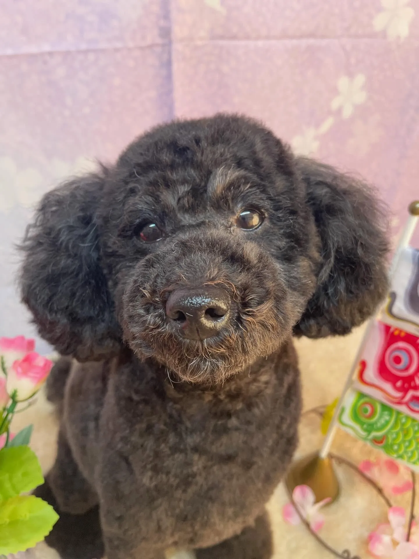 🍃4/18のトリミング🍃プードル 🐶｜名東区・千種区・守山区...