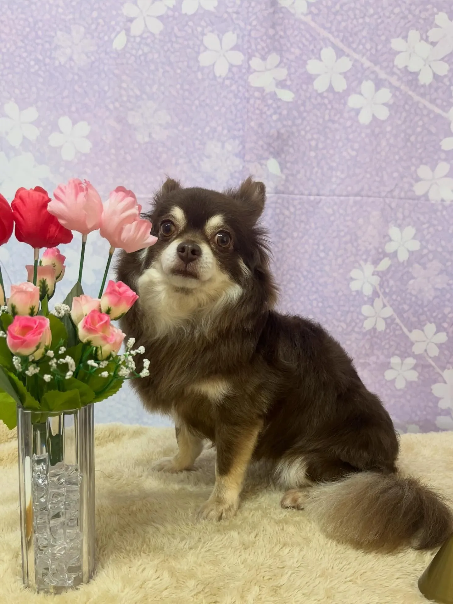 🍃4/18のトリミング🍃チワワ🐶｜名東区・千種区・守山区の動...