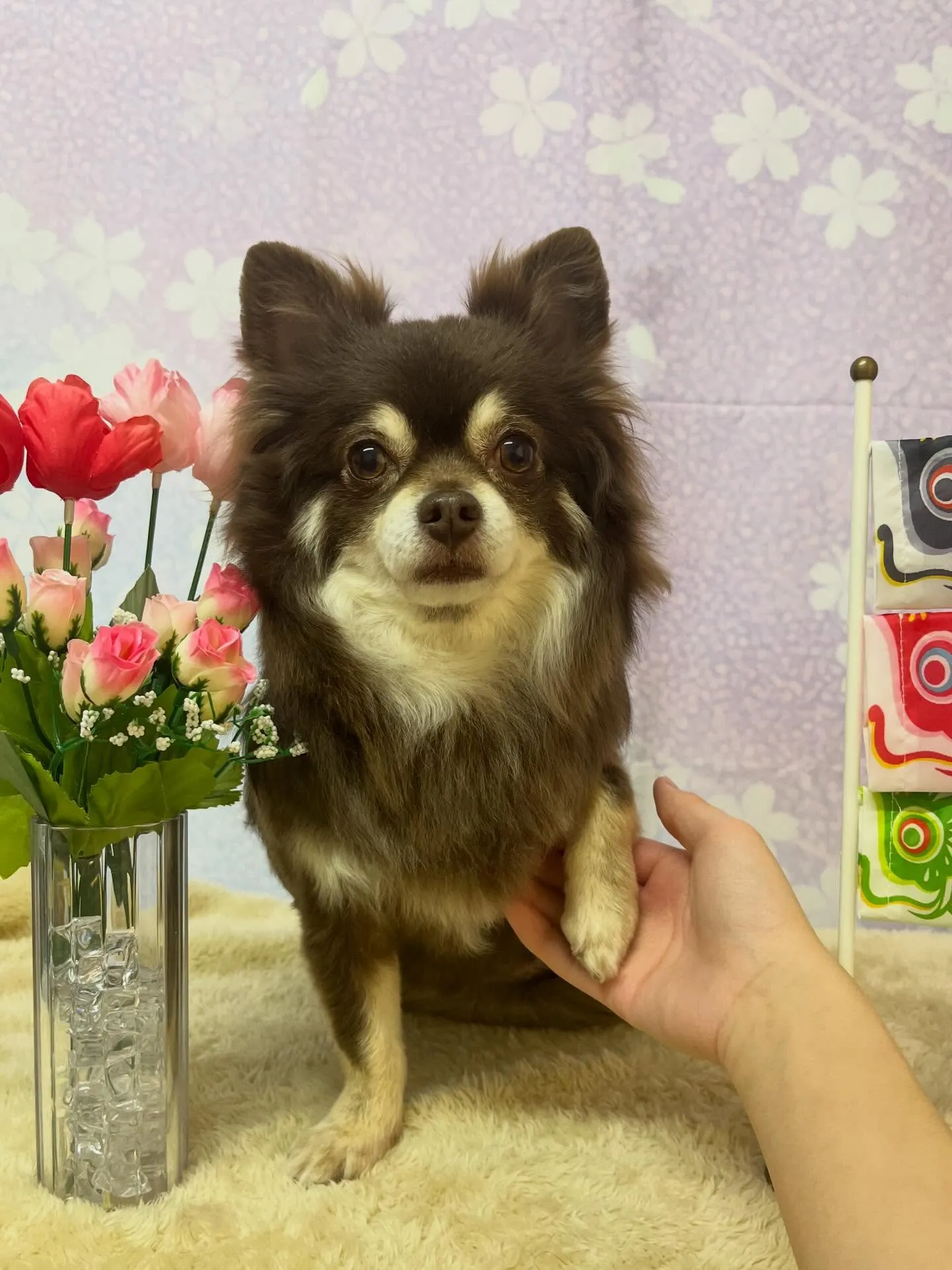 🍃4/18のトリミング🍃チワワ🐶｜名東区・千種区・守山区の動...