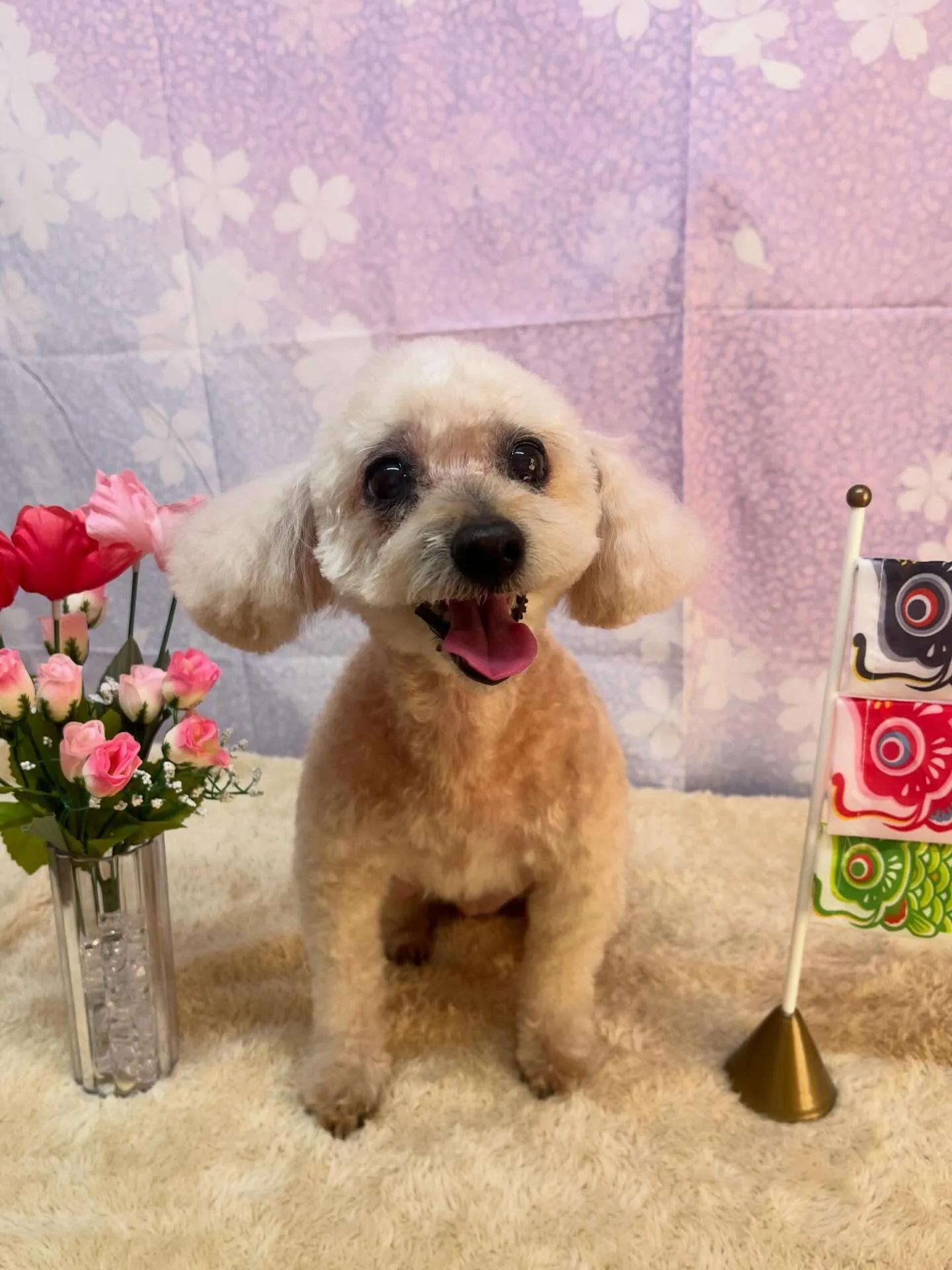 🍃4/18のトリミング🍃プードル🐶｜名東区・千種区・守山区の...