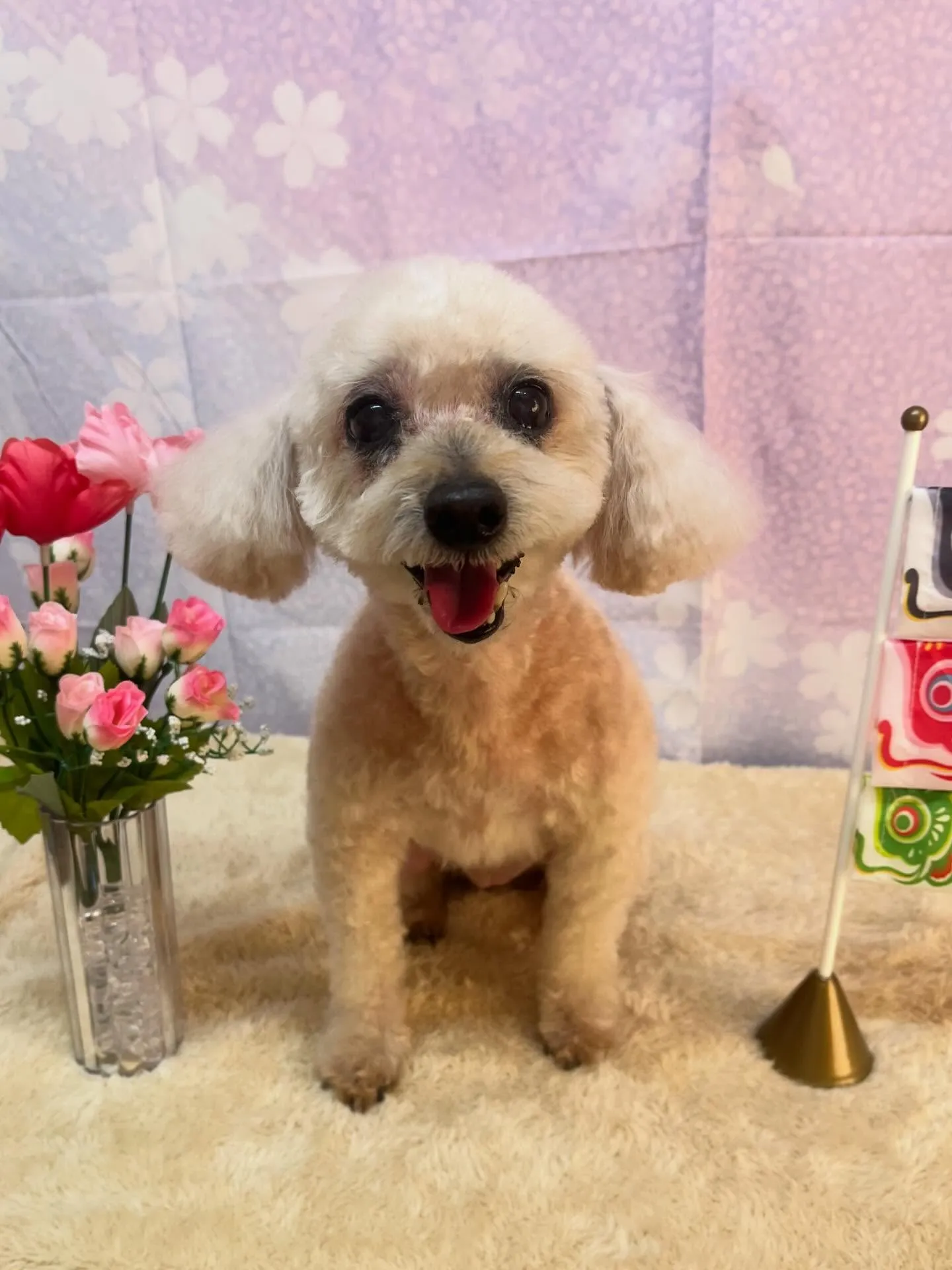 🍃4/18のトリミング🍃プードル🐶｜名東区・千種区・守山区の...