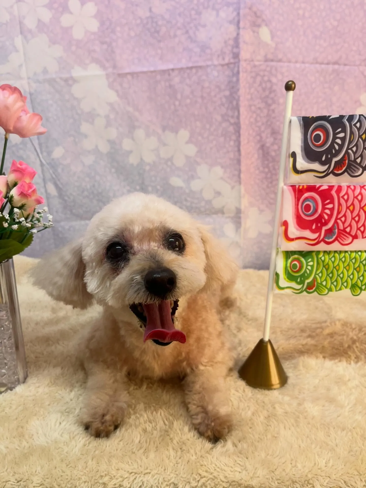 🍃4/18のトリミング🍃プードル🐶｜名東区・千種区・守山区の...