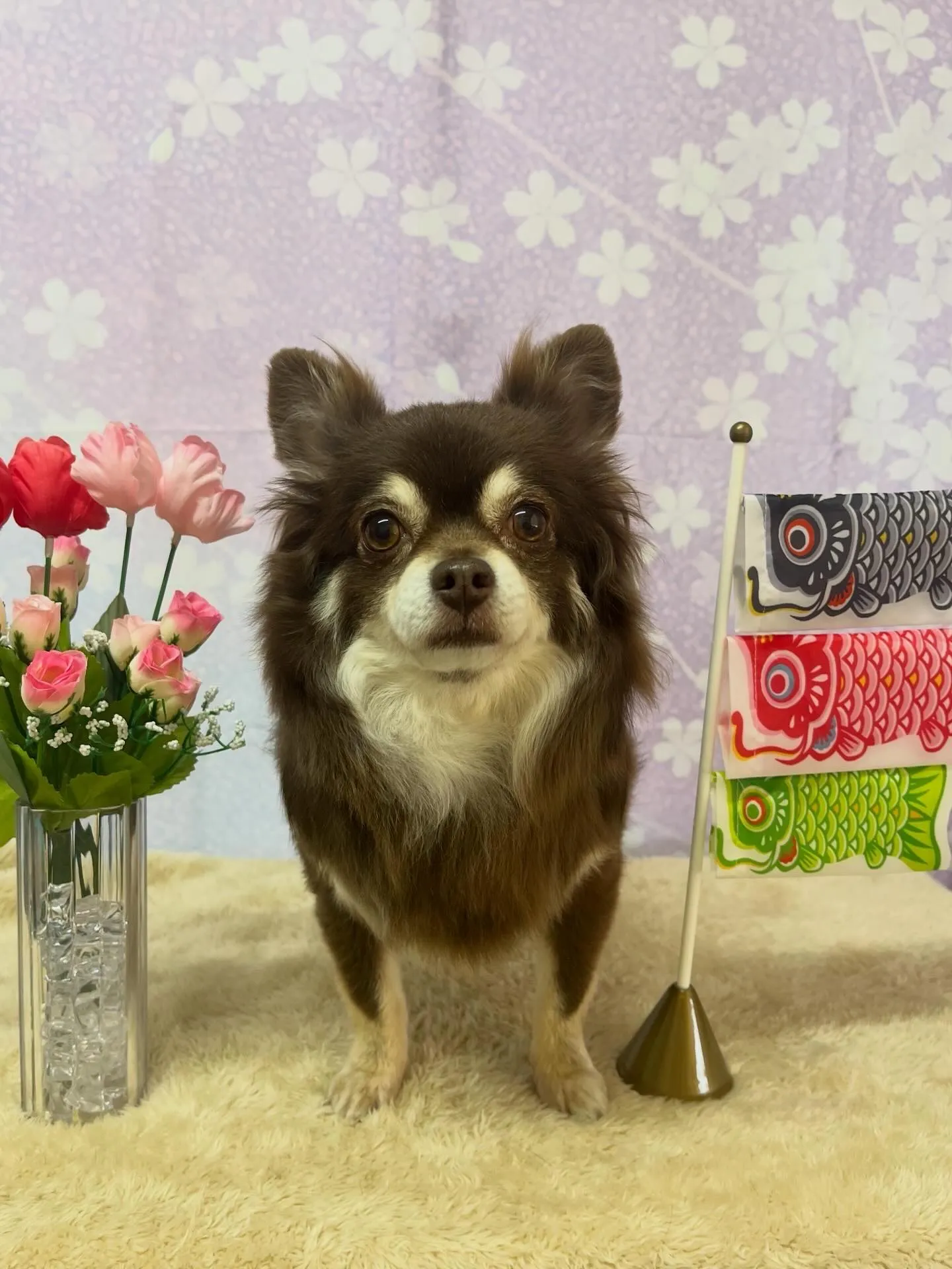 🍃4/18のトリミング🍃チワワ🐶｜名東区・千種区・守山区の動...