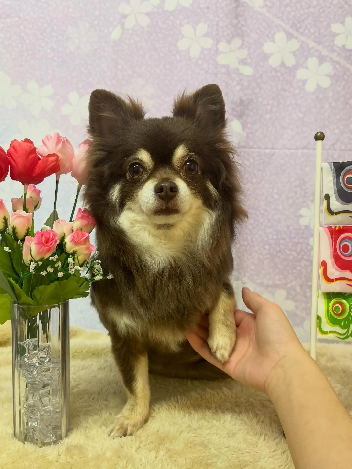 🍃4/18のトリミング🍃チワワ🐶｜名東区・千種区・守山区の動...