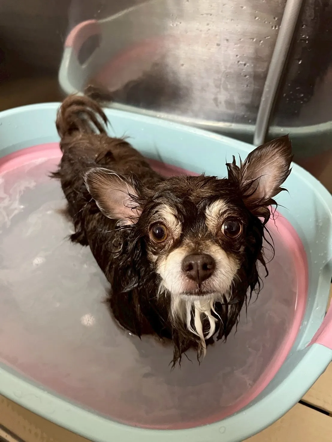 🍃4/18のトリミング🍃チワワ🐶｜名東区・千種区・守山区の動...