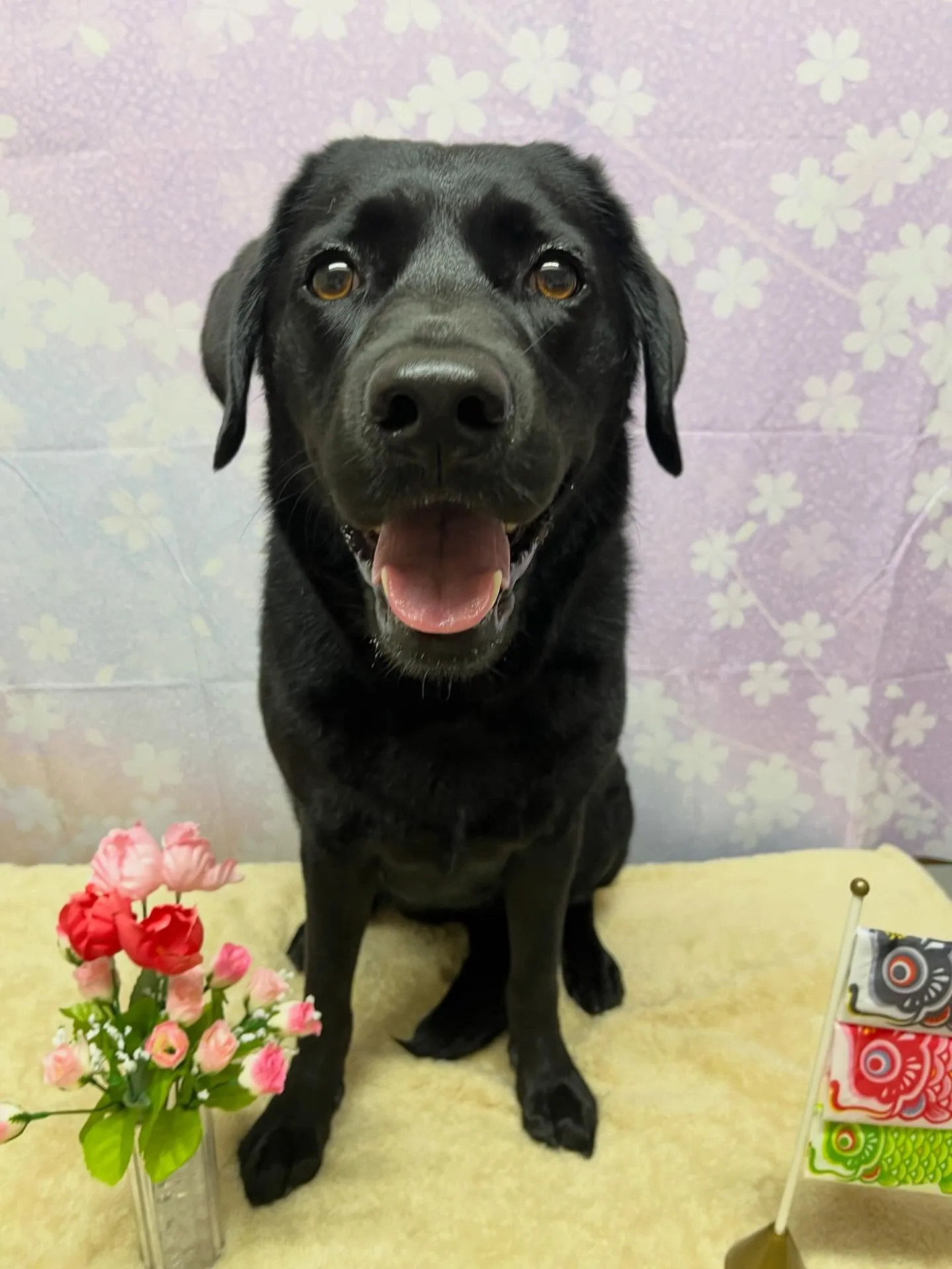 🍃4/18のトリミング🍃ラブラドールレトリバー🐶｜名東区・千...