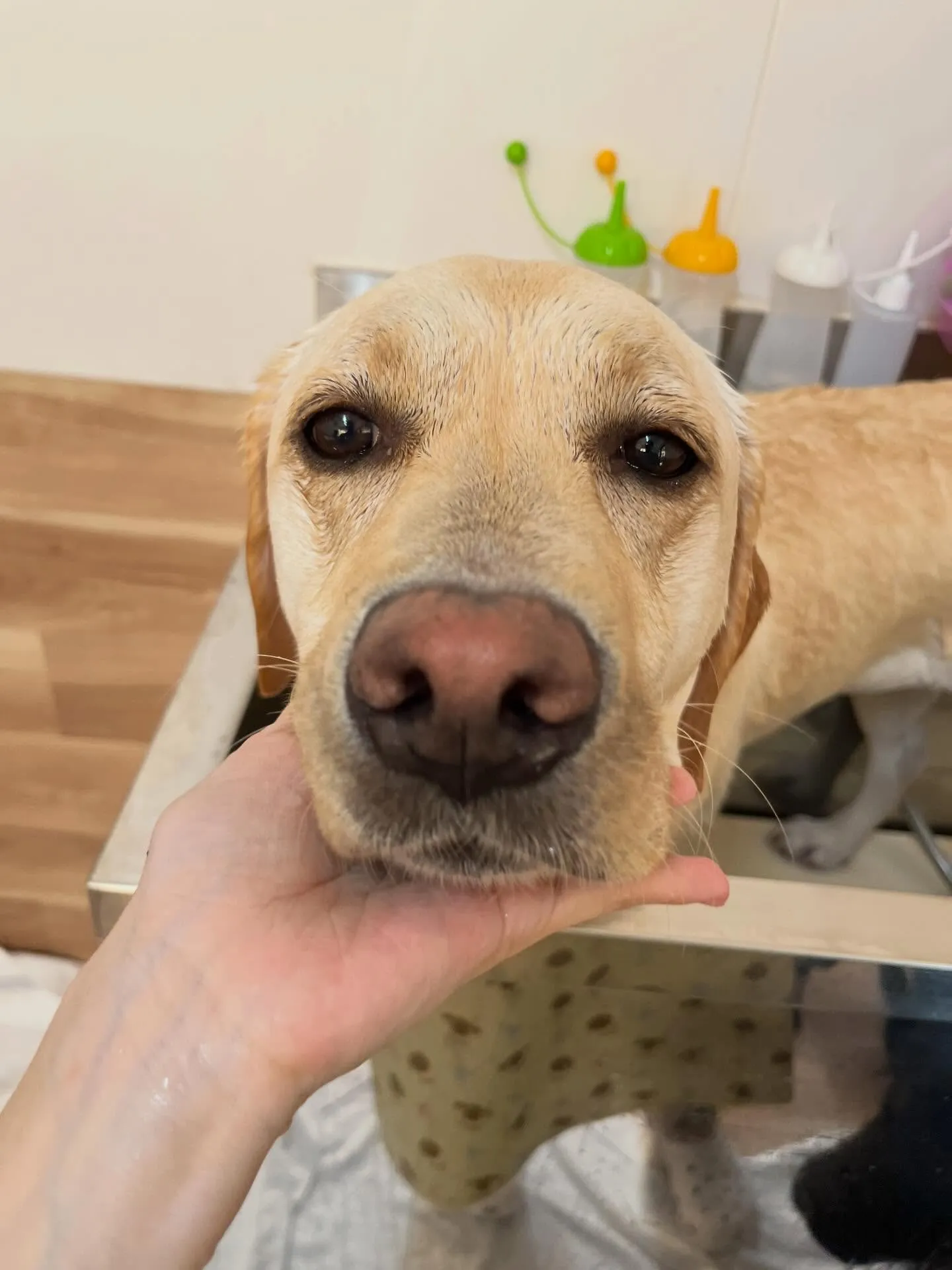 🍃4/18のトリミング🍃ラブラドールレトリバー🐶｜名東区・千...