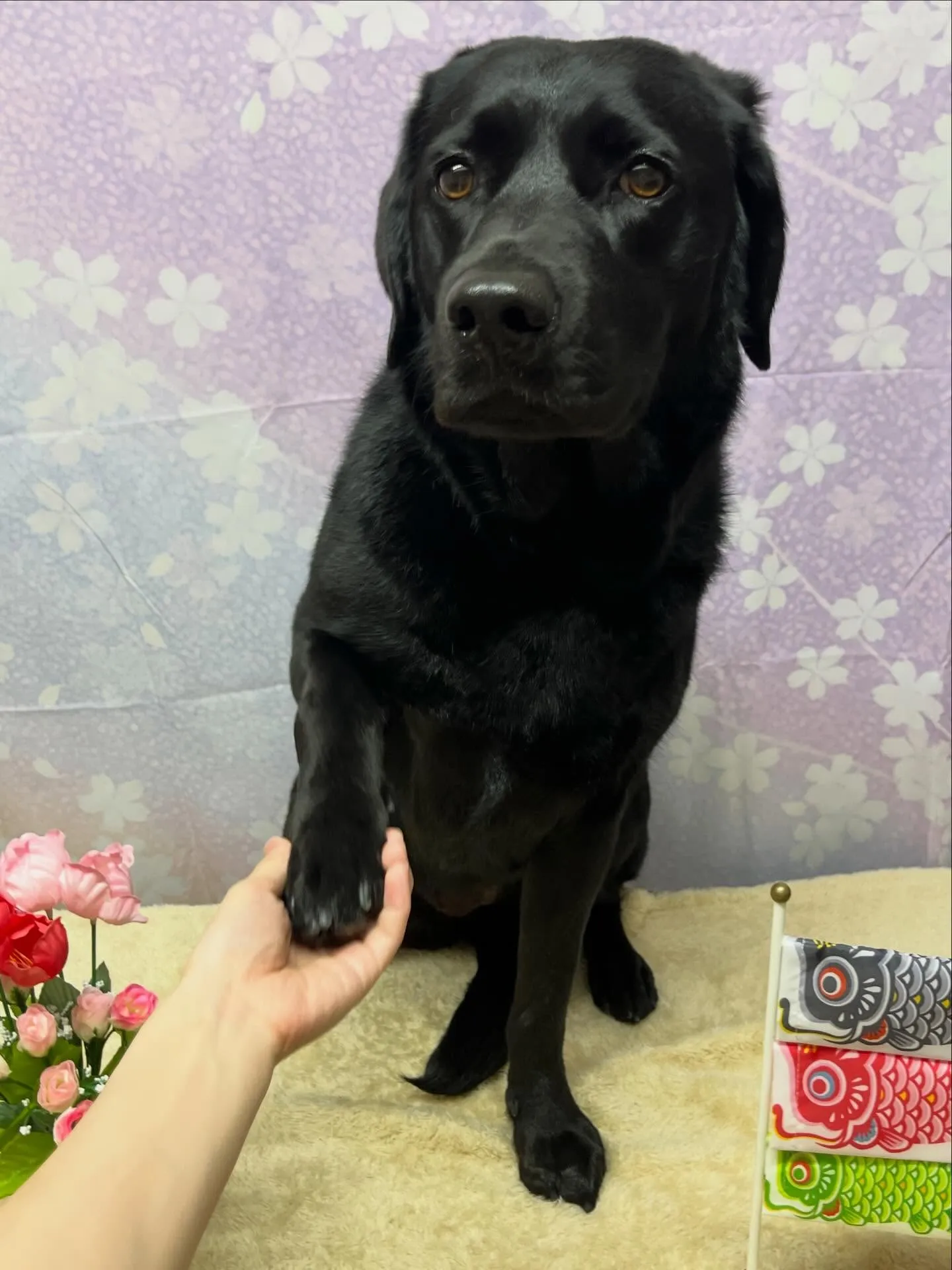 🍃4/18のトリミング🍃ラブラドールレトリバー🐶｜名東区・千...