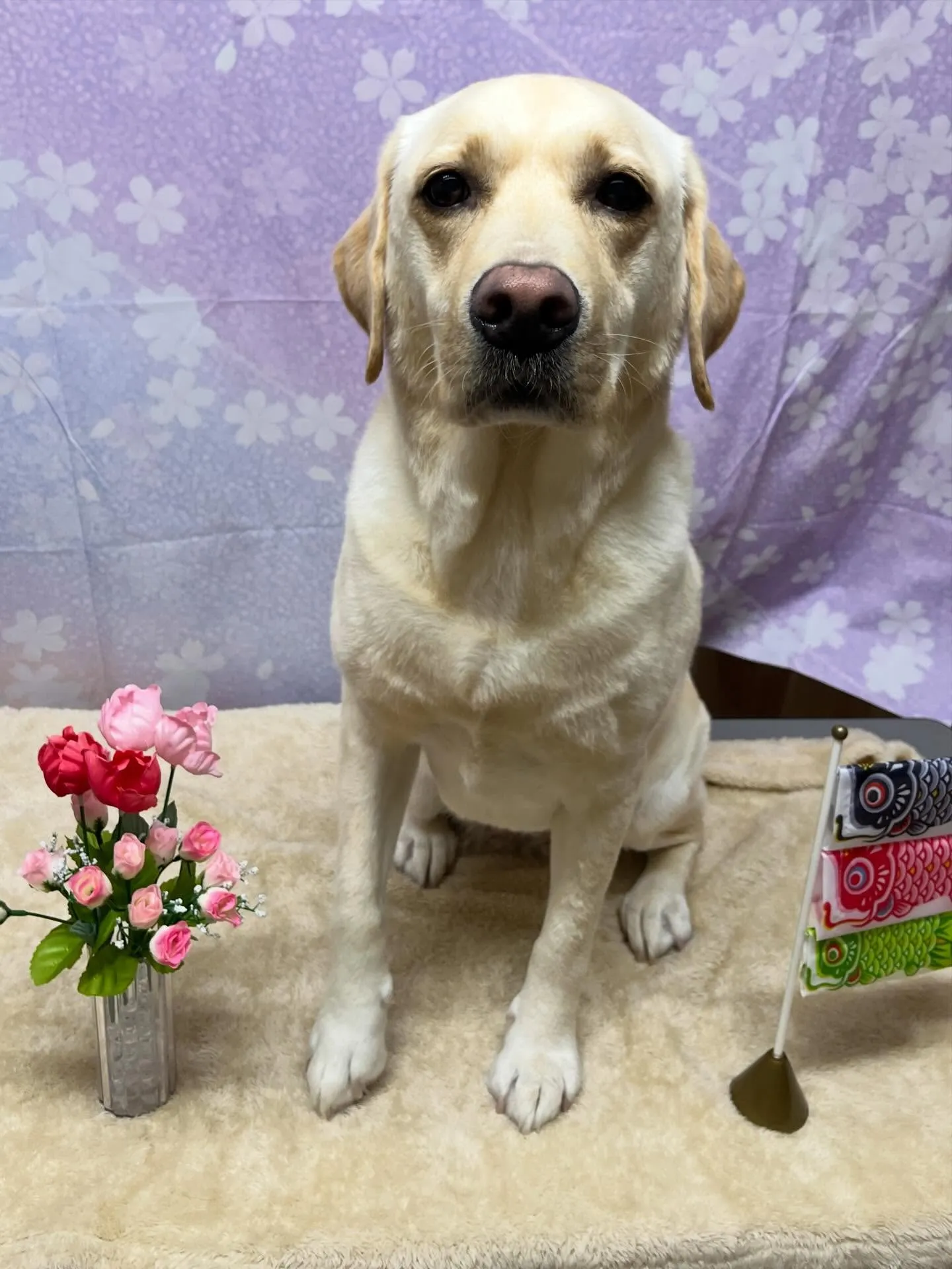 🍃4/18のトリミング🍃ラブラドールレトリバー🐶｜名東区・千...