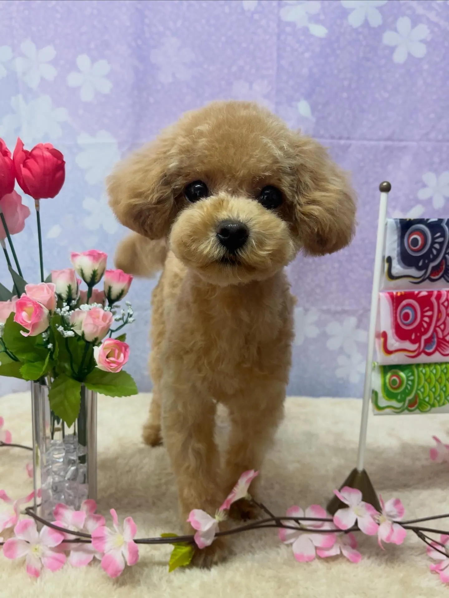 🍃4/19のトリミング🍃プードル🐶｜名東区・千種区・守山区の...