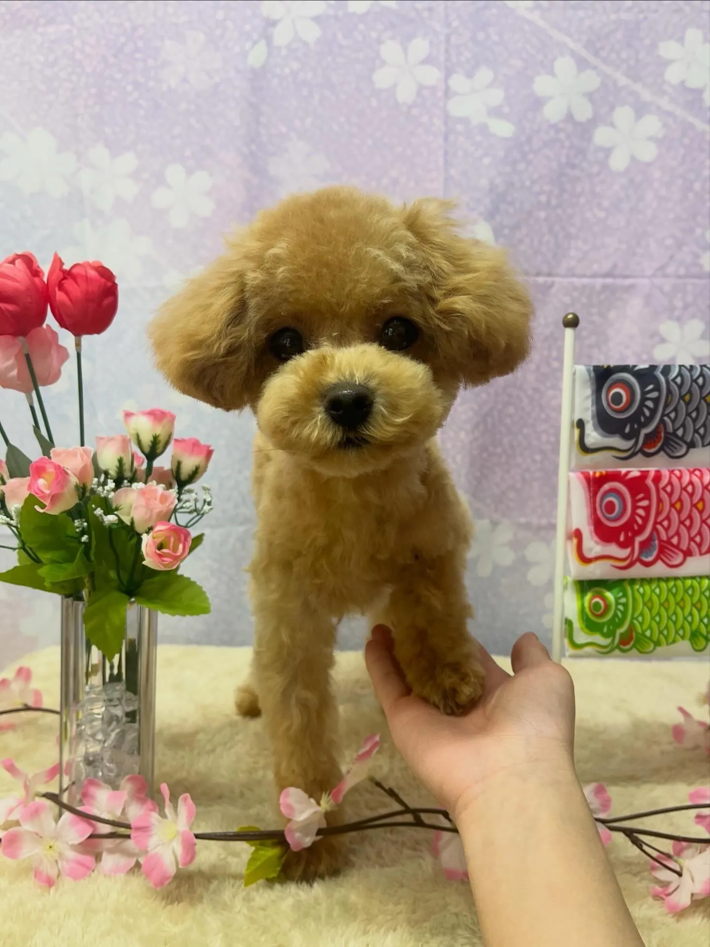 🍃4/19のトリミング🍃プードル🐶｜名東区・千種区・守山区の...