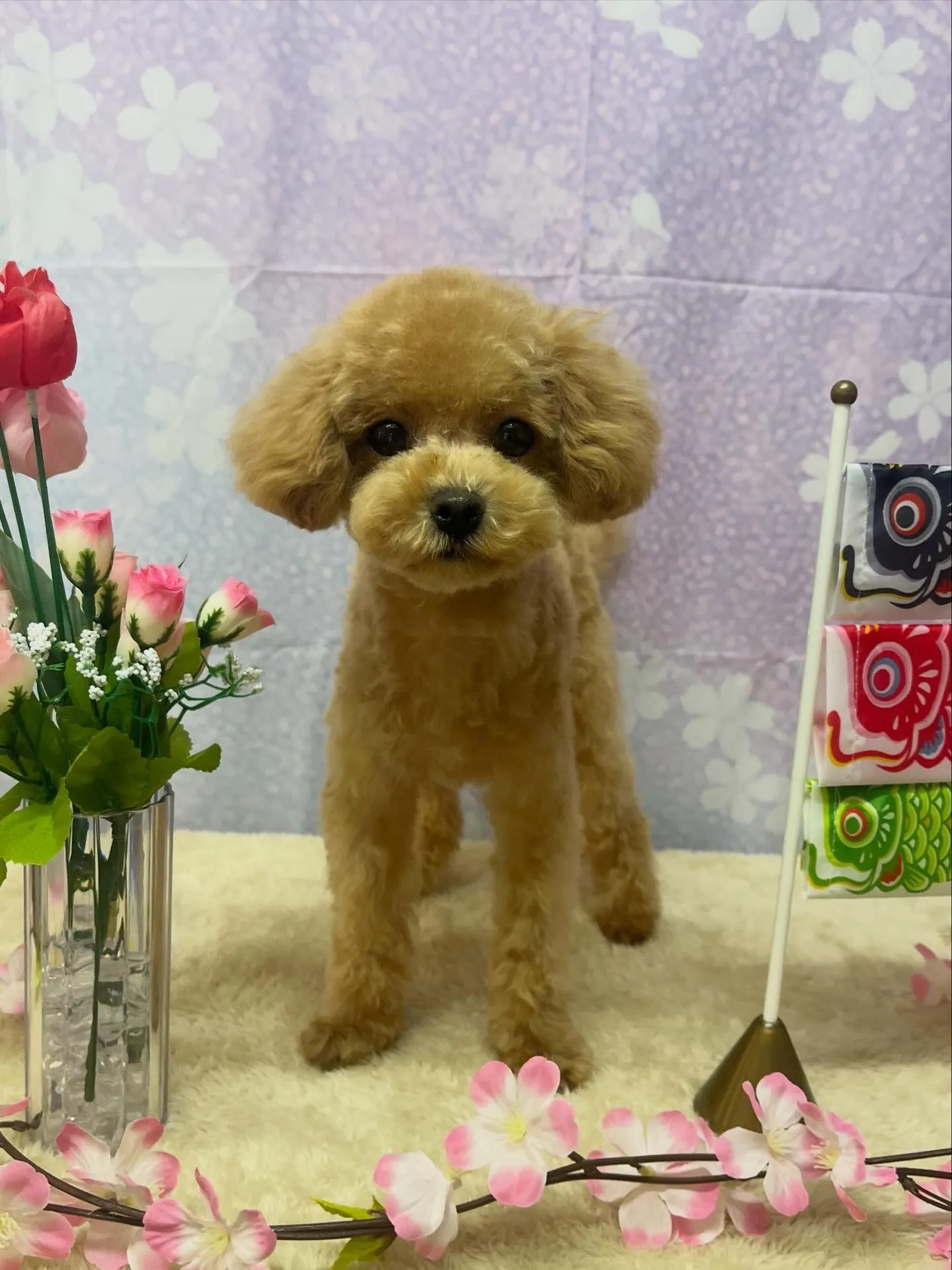 🍃4/19のトリミング🍃プードル🐶｜名東区・千種区・守山区の...