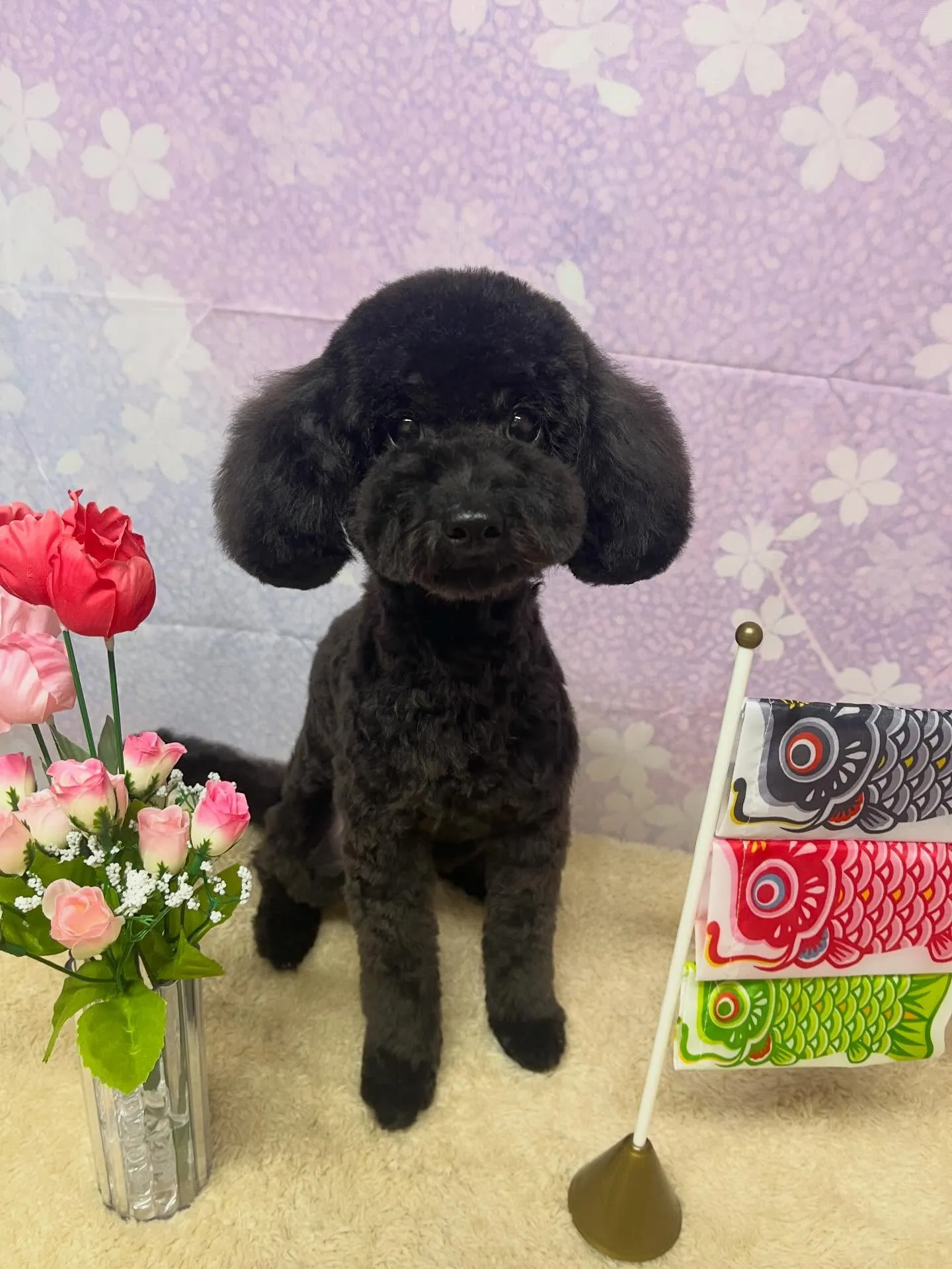 🍃4/19のトリミング🍃プードル🐶｜名東区・千種区・守山区の...