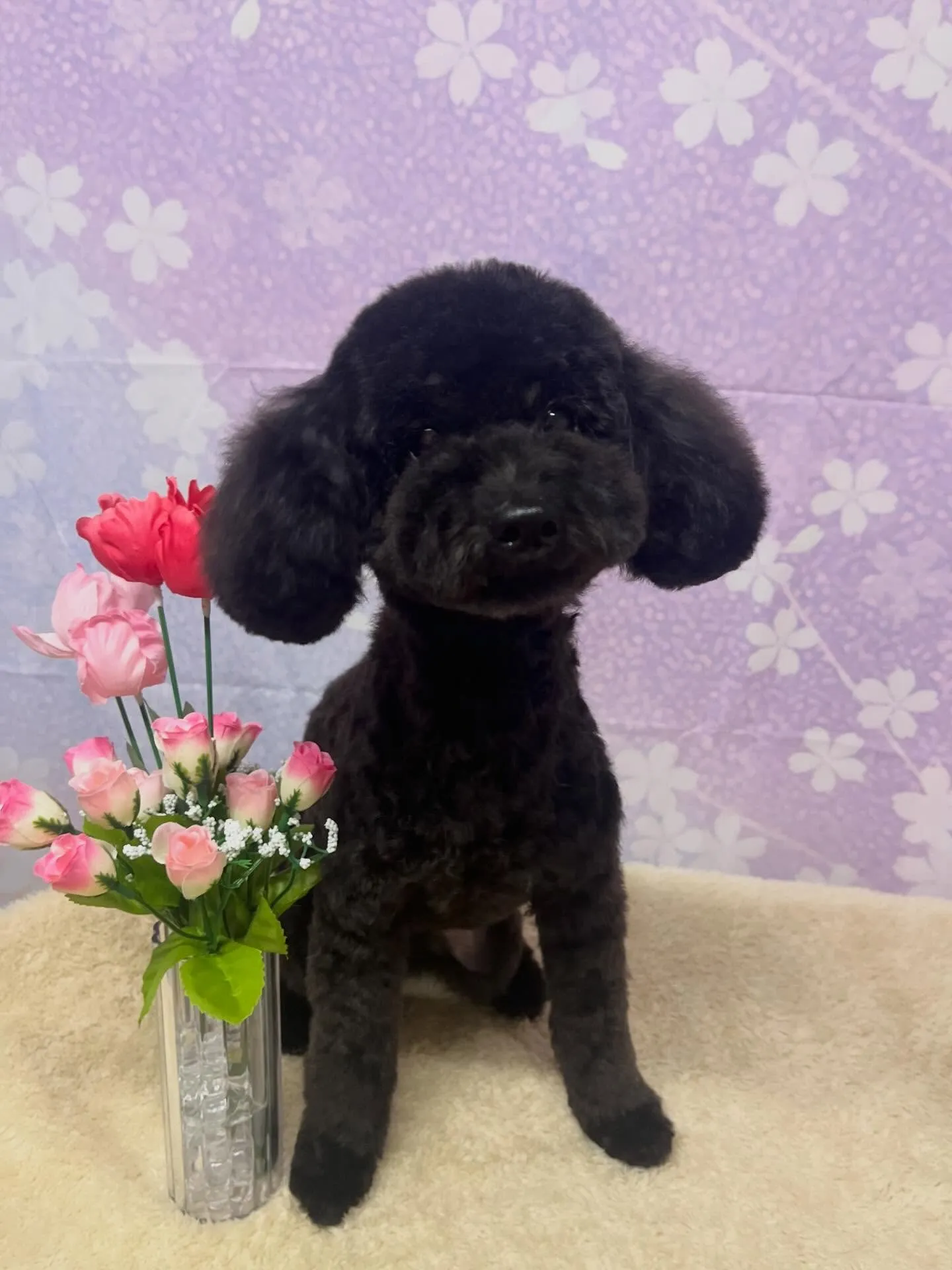 🍃4/19のトリミング🍃プードル🐶｜名東区・千種区・守山区の...