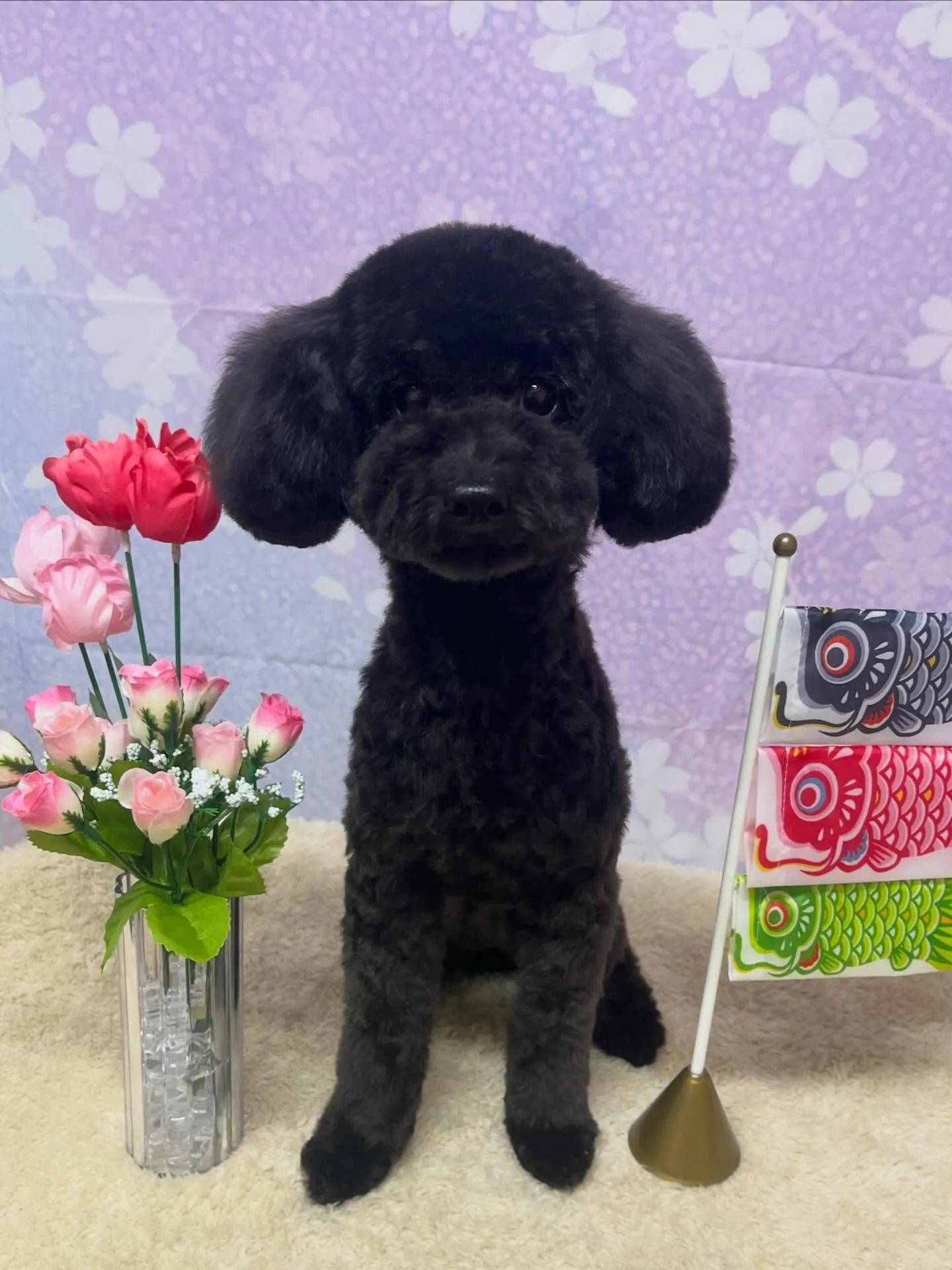 🍃4/19のトリミング🍃プードル🐶｜名東区・千種区・守山区の...