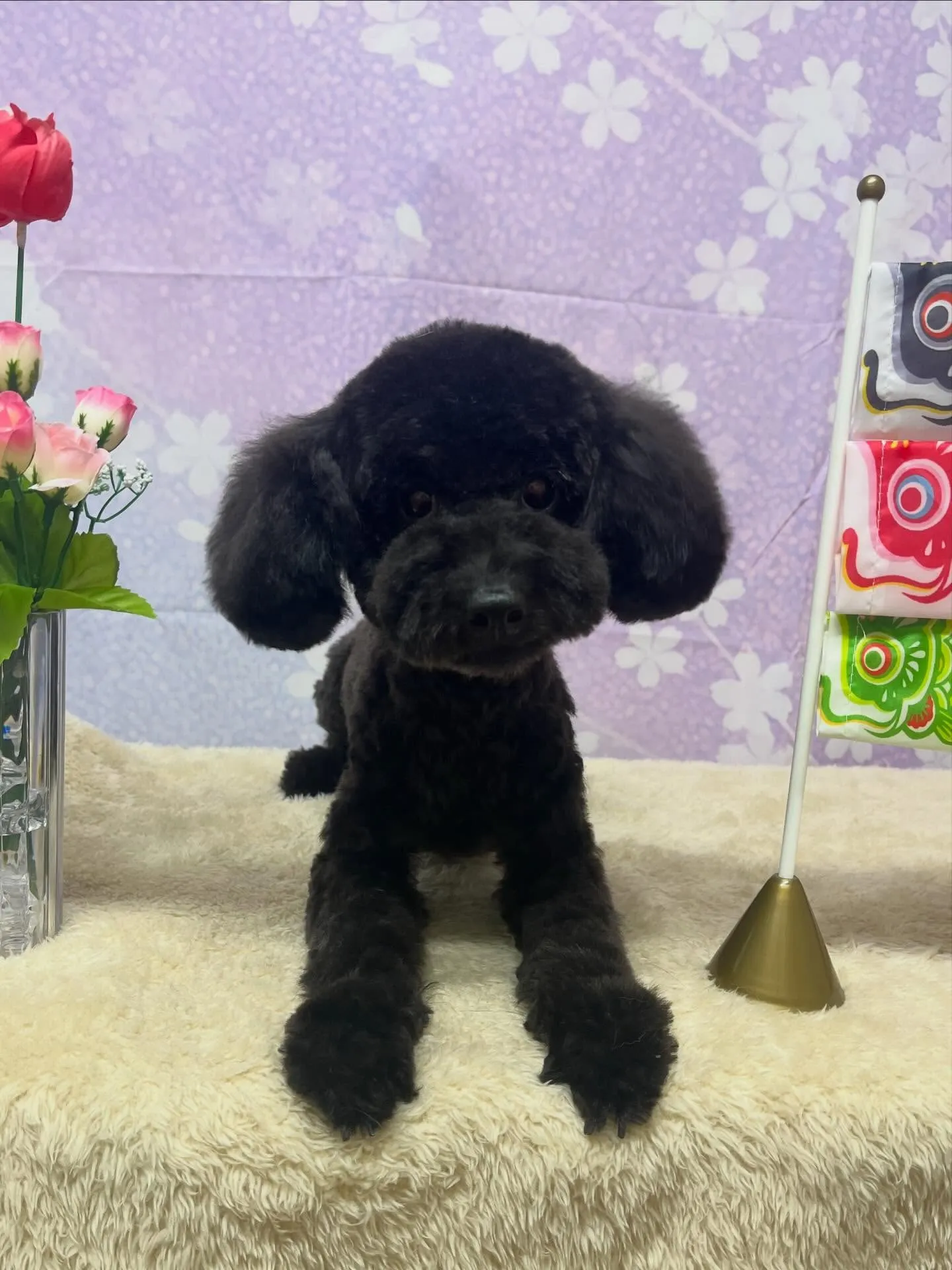 🍃4/19のトリミング🍃プードル🐶｜名東区・千種区・守山区の...