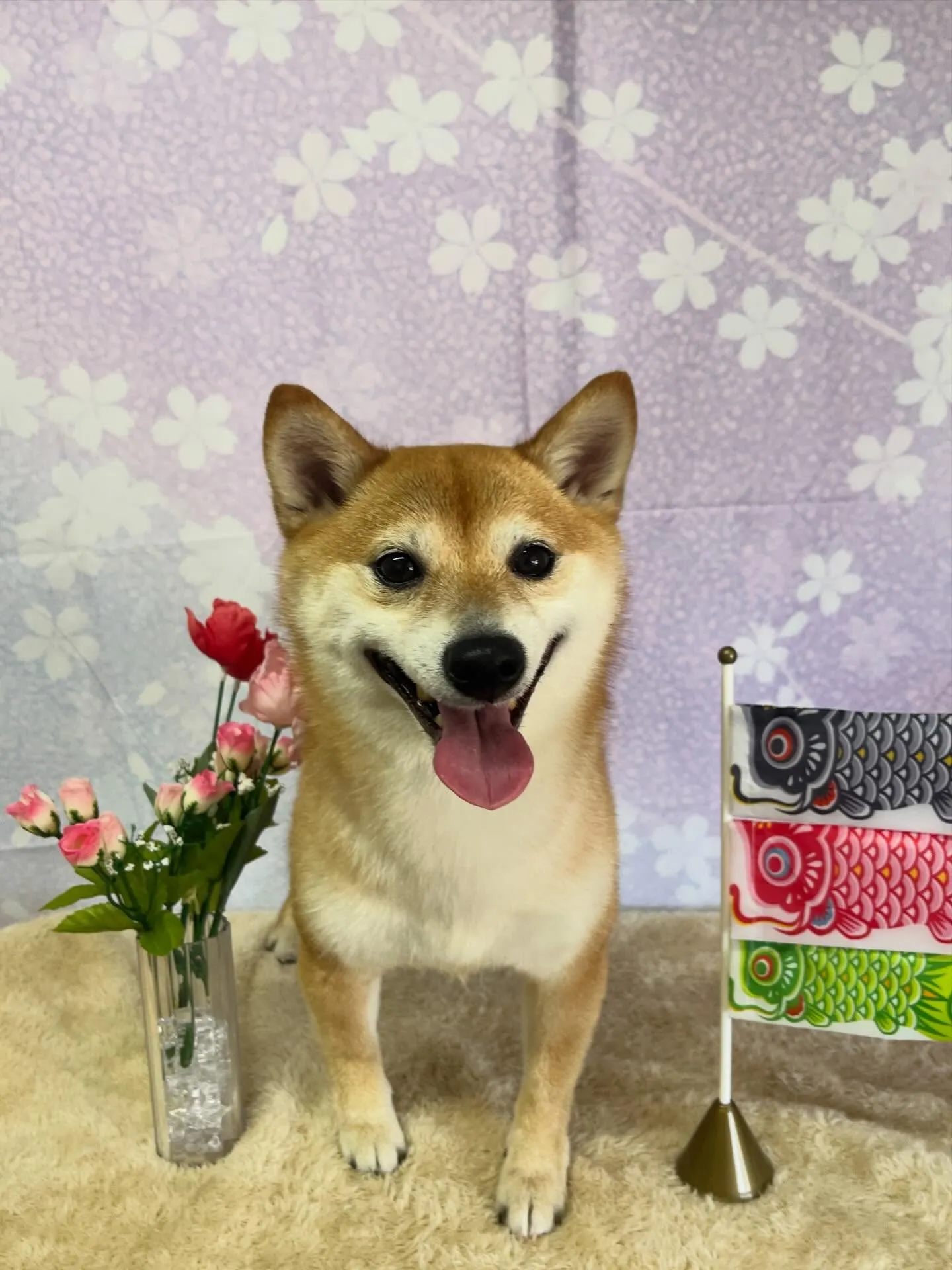 🍃4/19のトリミング🍃柴犬🐶｜名東区・千種区・守山区の動物...