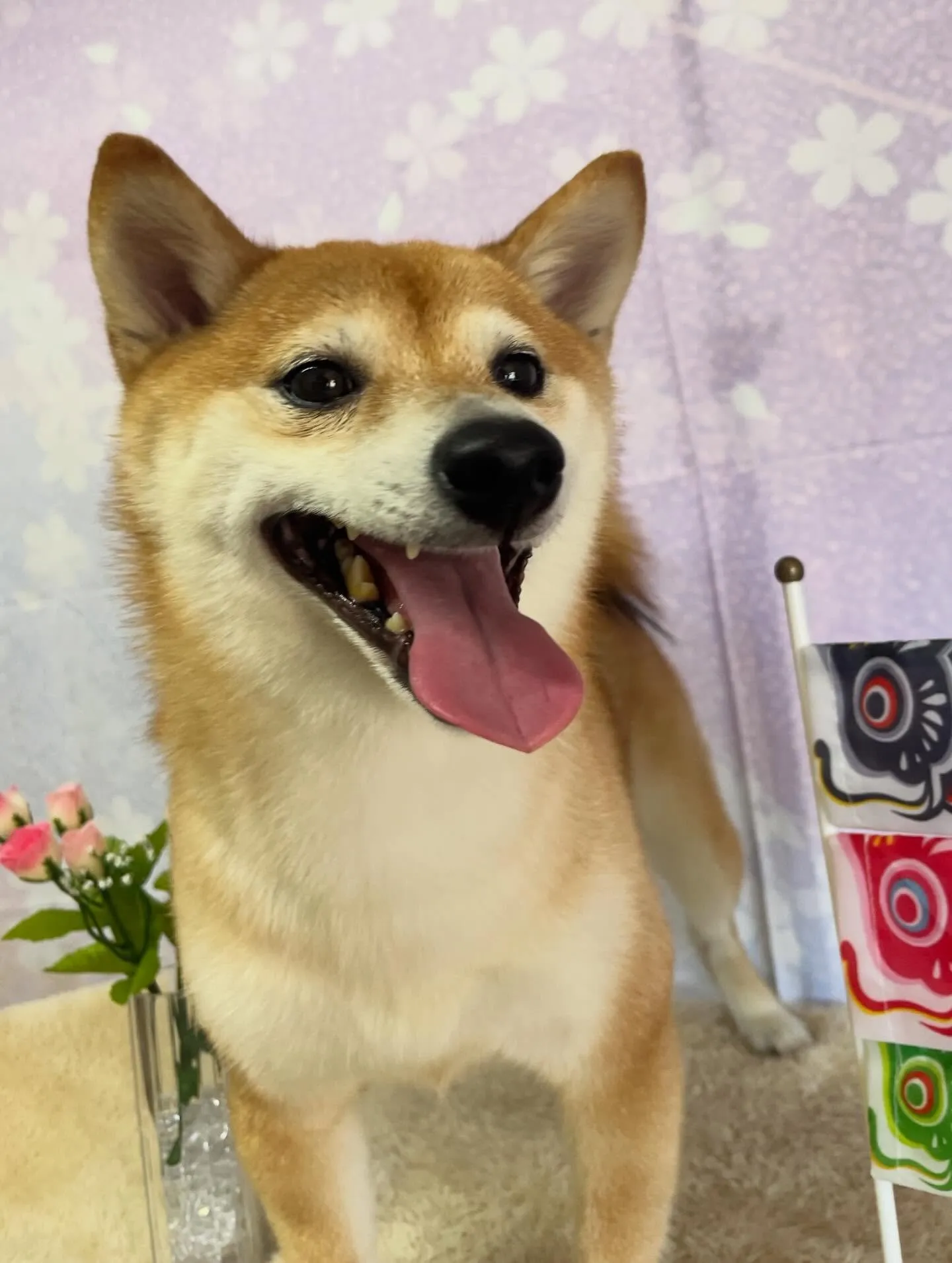 🍃4/19のトリミング🍃柴犬🐶｜名東区・千種区・守山区の動物...