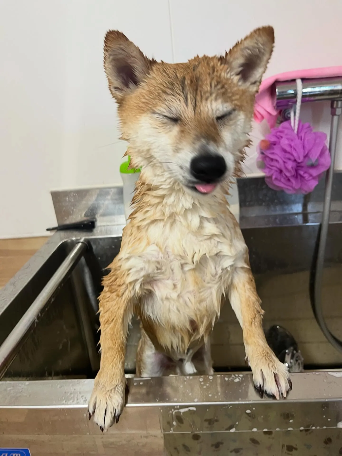 🍃4/19のトリミング🍃柴犬🐶｜名東区・千種区・守山区の動物...