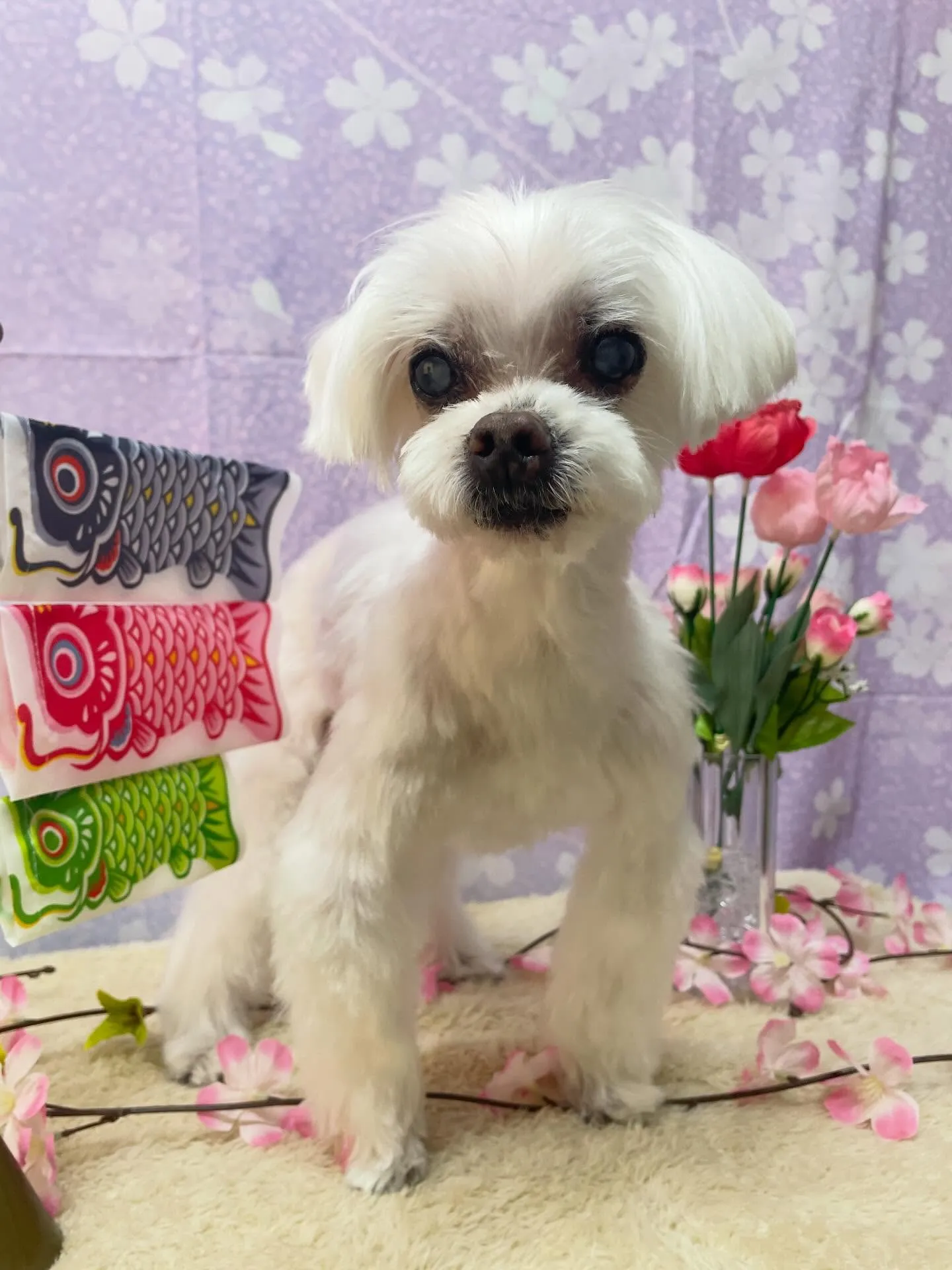 🍃4/19のトリミング🍃マルチーズ🐶｜名東区・千種区・守山区...