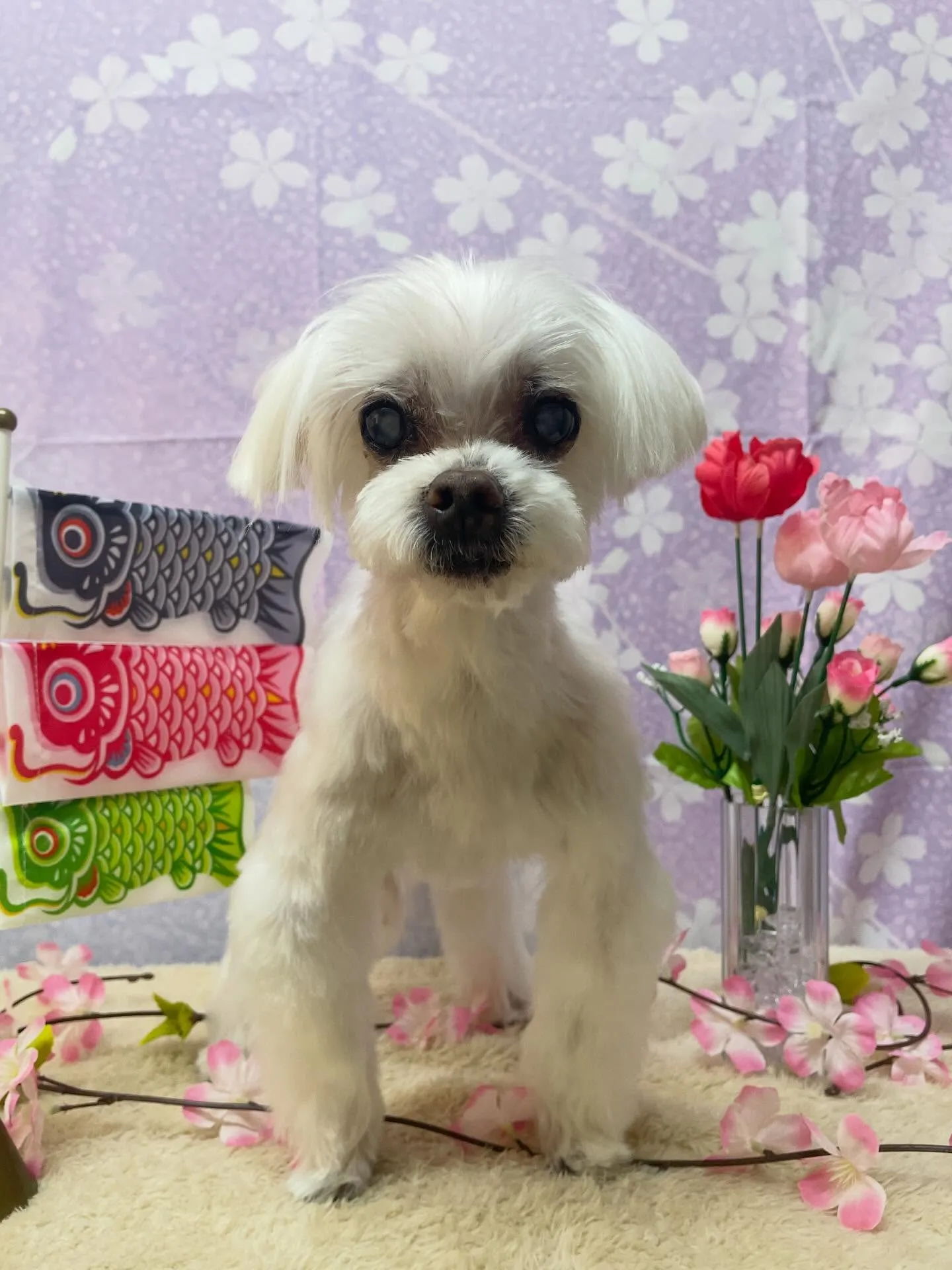 🍃4/19のトリミング🍃マルチーズ🐶｜名東区・千種区・守山区...