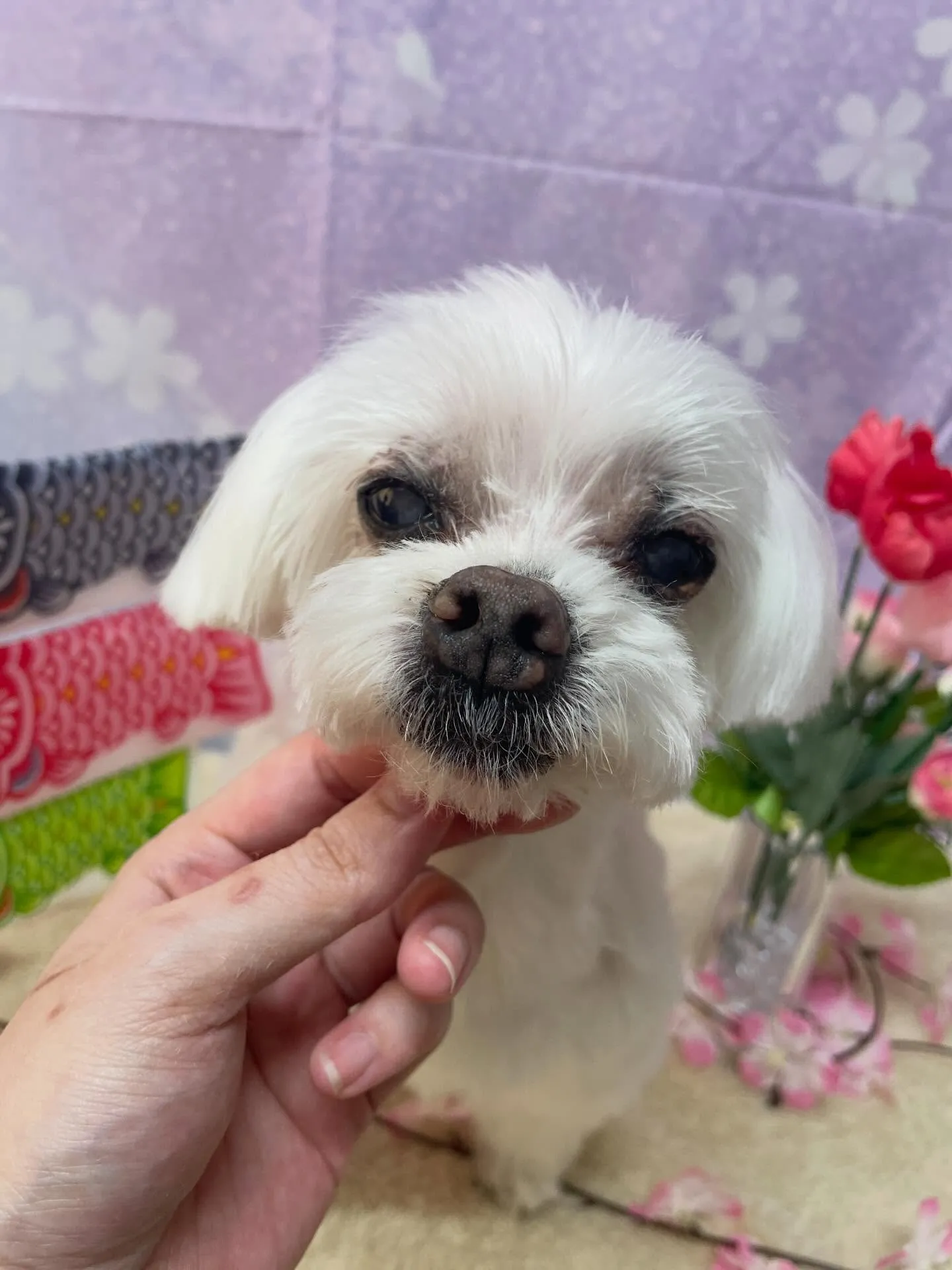 🍃4/19のトリミング🍃マルチーズ🐶｜名東区・千種区・守山区...