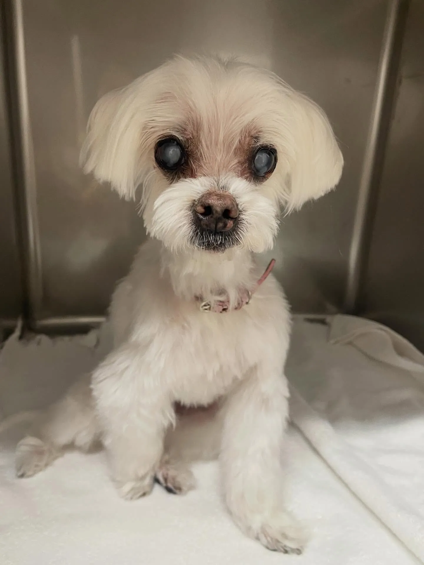 🍃4/19のトリミング🍃マルチーズ🐶｜名東区・千種区・守山区...